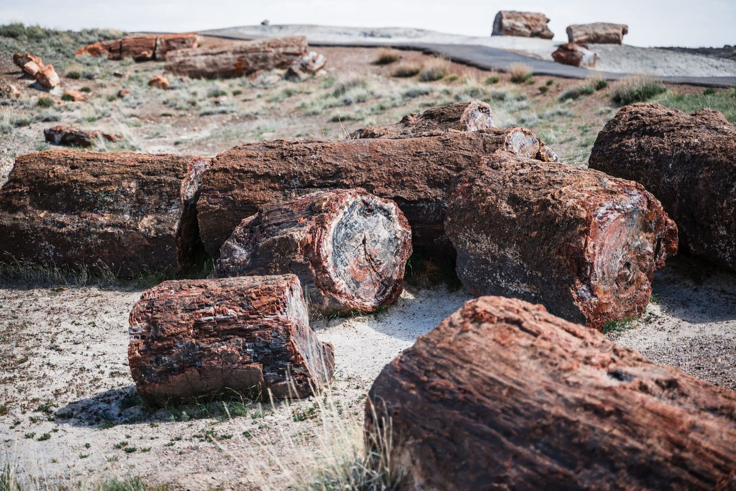 Ancient petrified logs scattered along rocky ground at a prehistoric forest site.