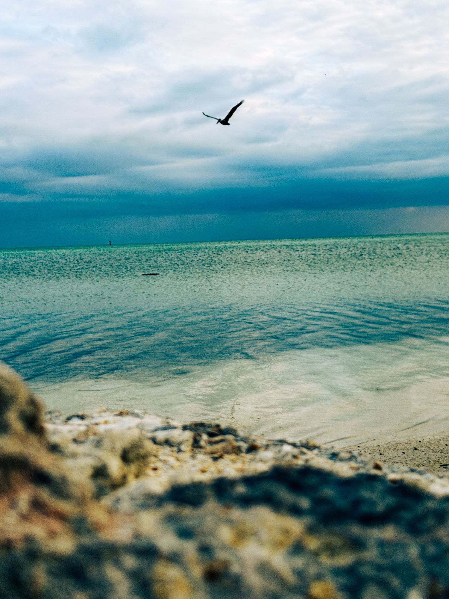 A lone bird flies above serene turquoise coastal waters with rocky foreground and stormy blue skies.