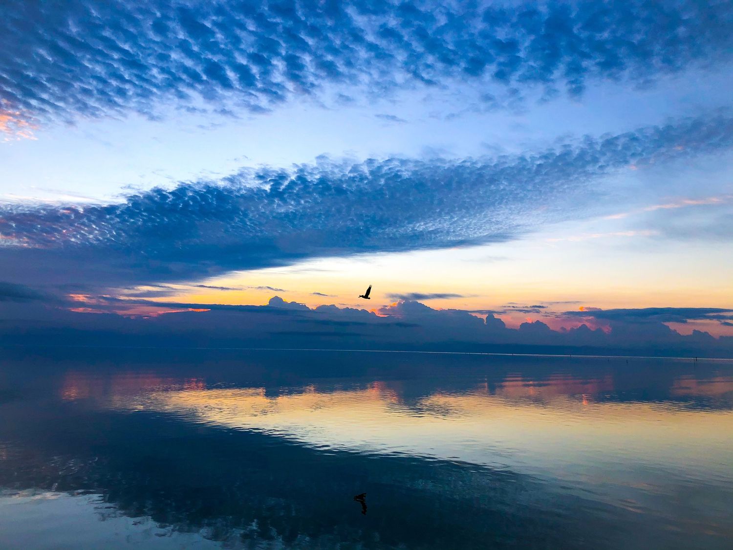 Serene blue twilight sunrise reflects on glassy ocean waters as a bird soars over the Florida coast.