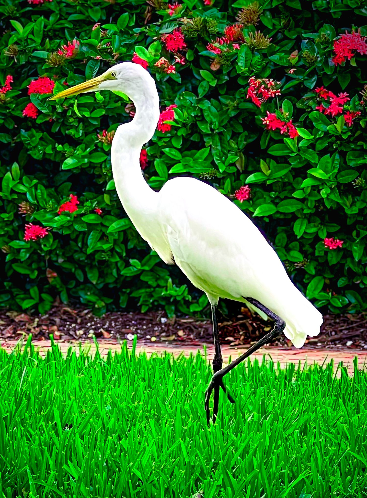 A great egret with white plumage and yellow beak stands on green grass before vibrant red tropical flowers.