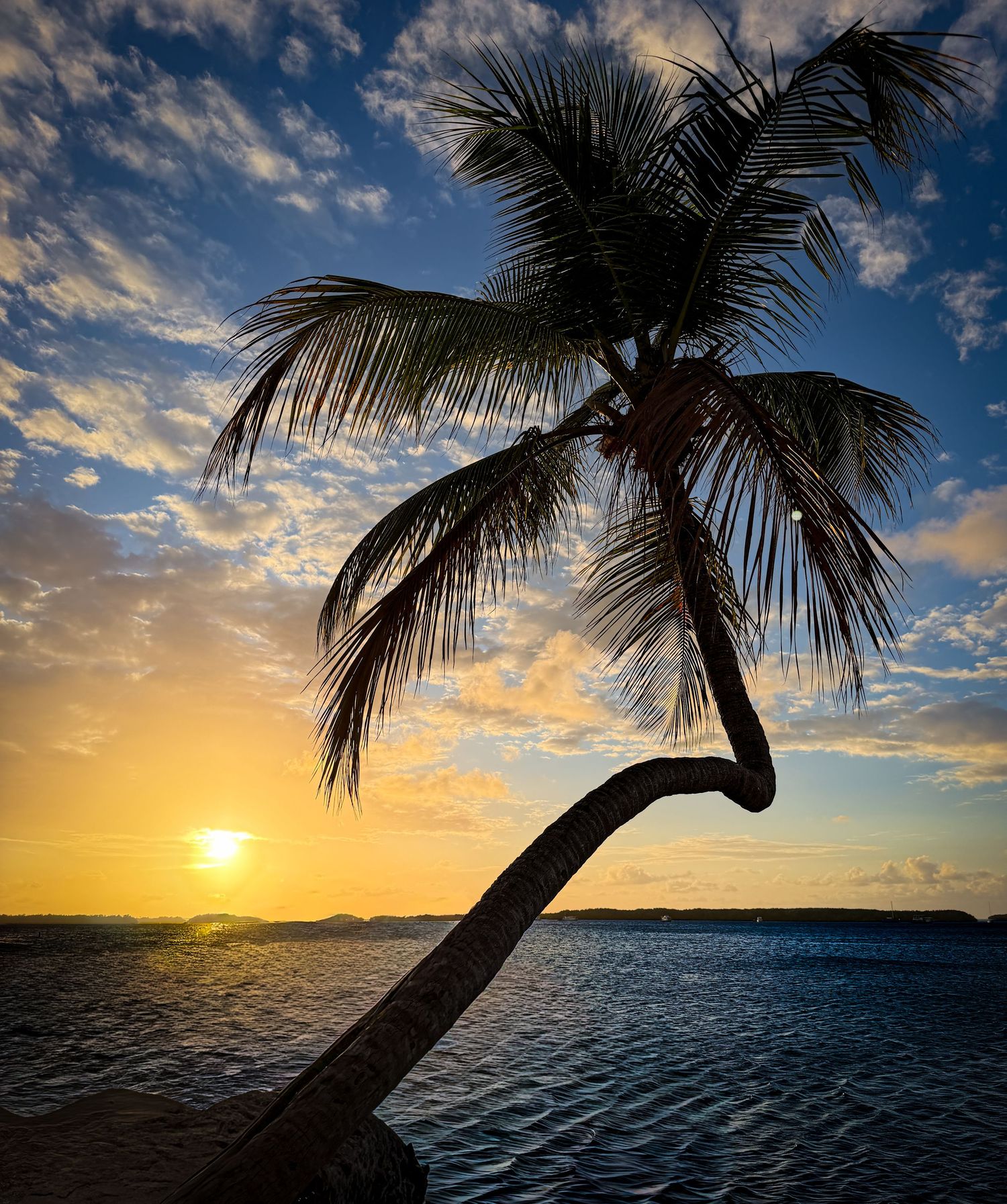 Leaning tropical palm tree silhouetted against vibrant golden sunset over calm Caribbean ocean waters.