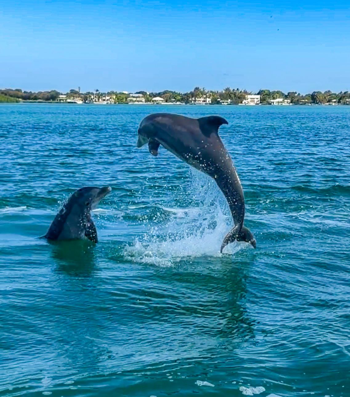 Two dolphins leaping and splashing in blue ocean waters near a coastal town on a sunny day.