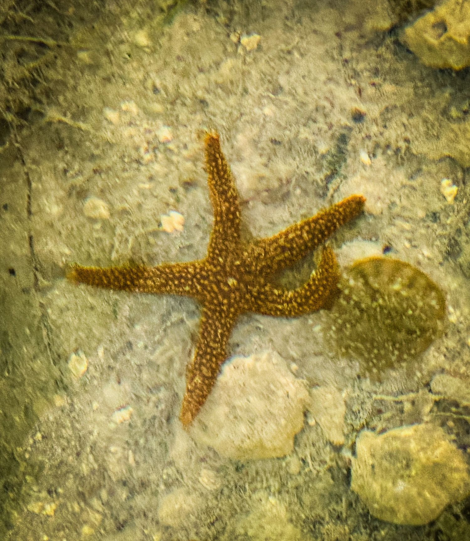A brown starfish resting on a rocky sandy ocean floor, photographed underwater with clear shallow water.