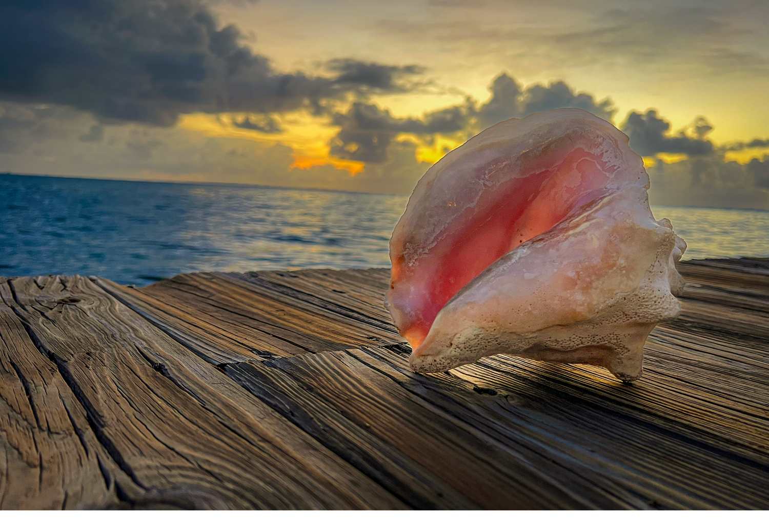 Pink conch shell resting on weathered wooden dock with dramatic golden sunset over tropical ocean.