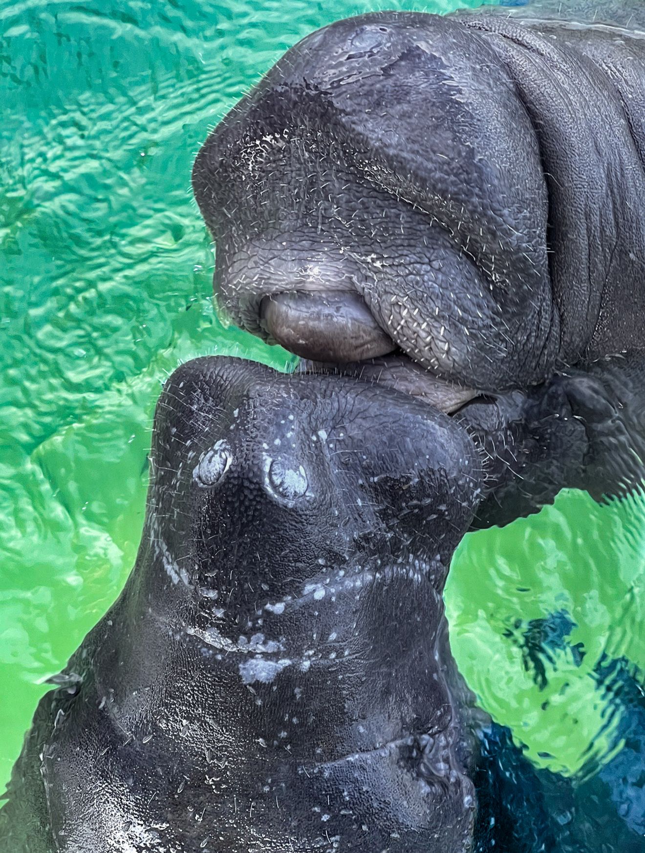 Two manatees nuzzle each other affectionately in bright green water at an aquatic facility.