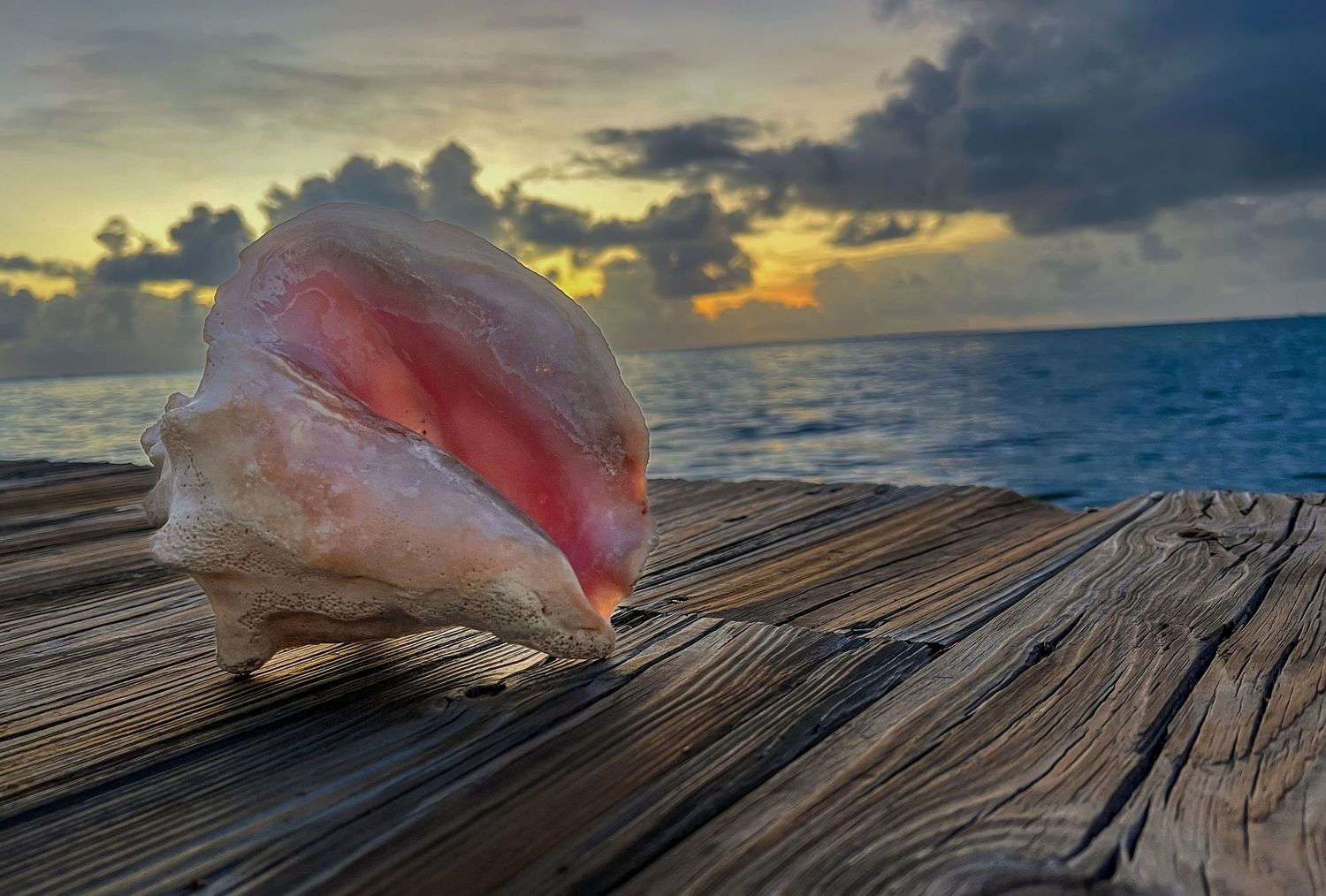 A pink conch shell rests on weathered wooden planks with a dramatic ocean sunset and cloudy sky in the background.