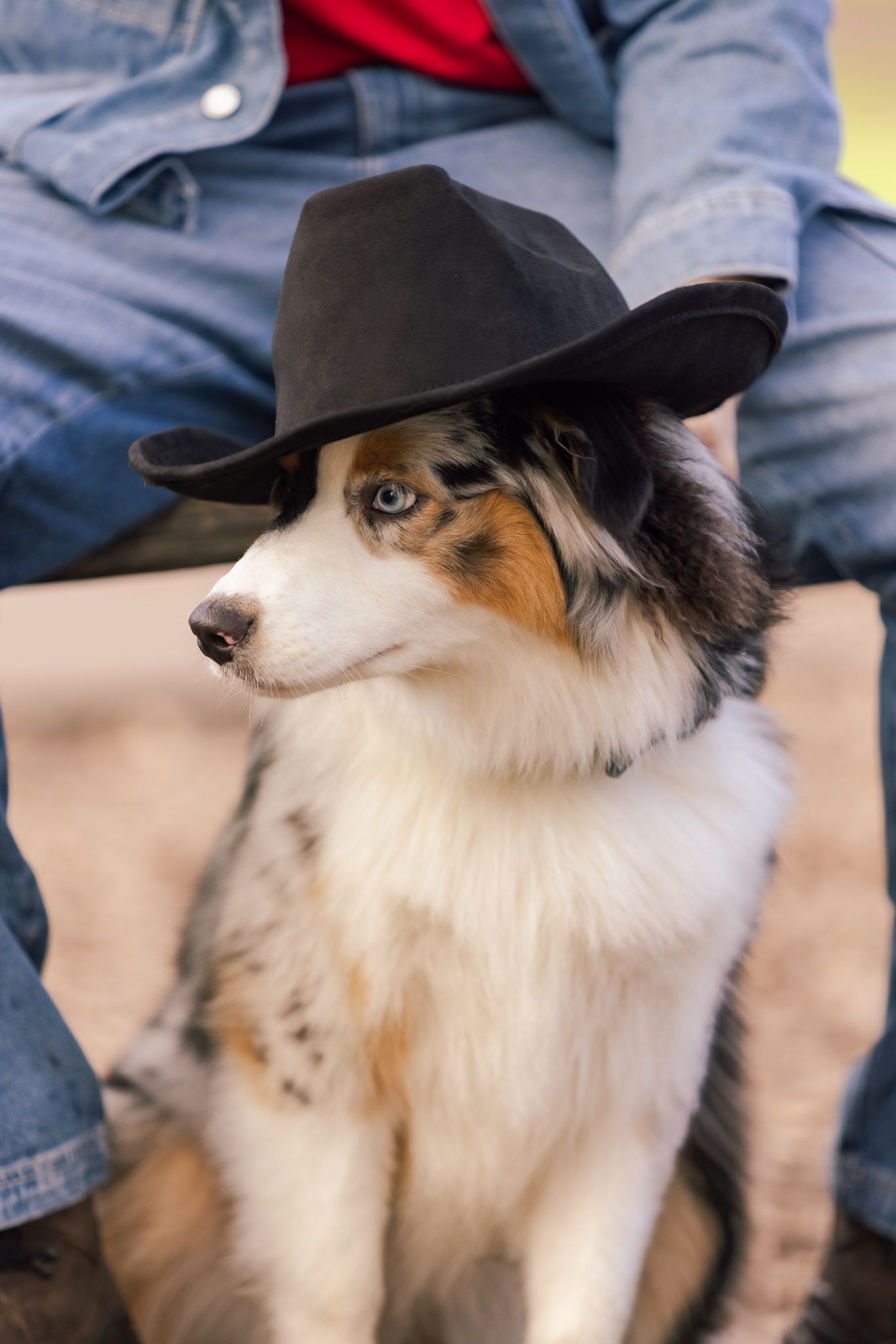 Australian shepherd wearing black cowboy hat looks off to the side.