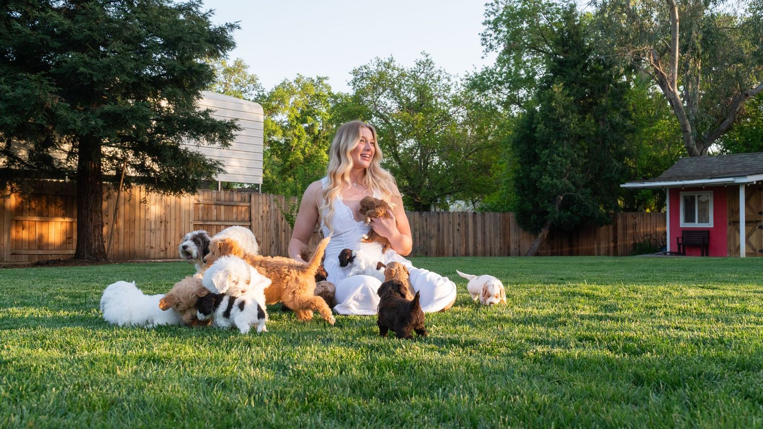 Dogs and their companions relax together on a grassy lawn during a sunny afternoon.