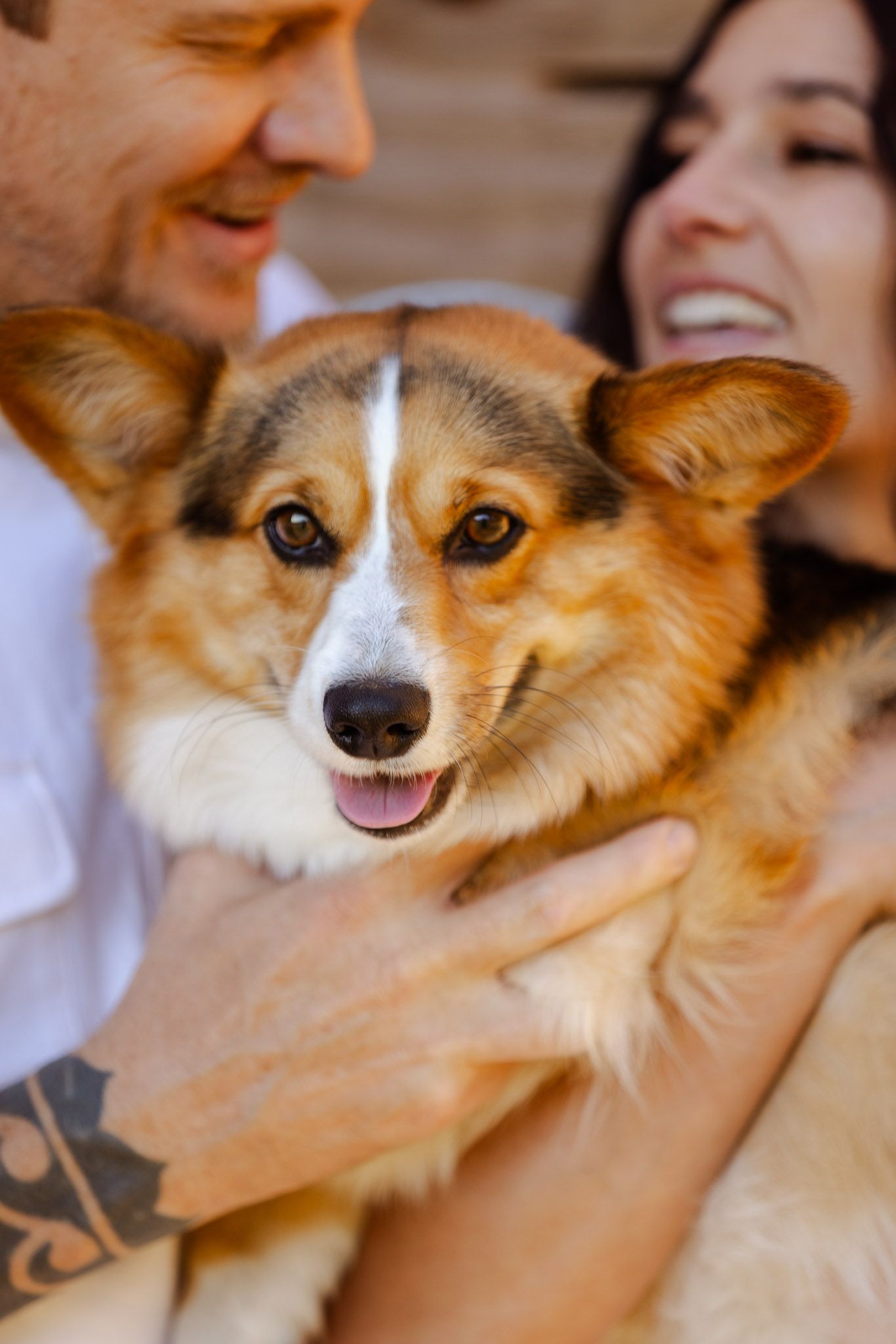 Happy Corgi dog with orange and white fur being petted.