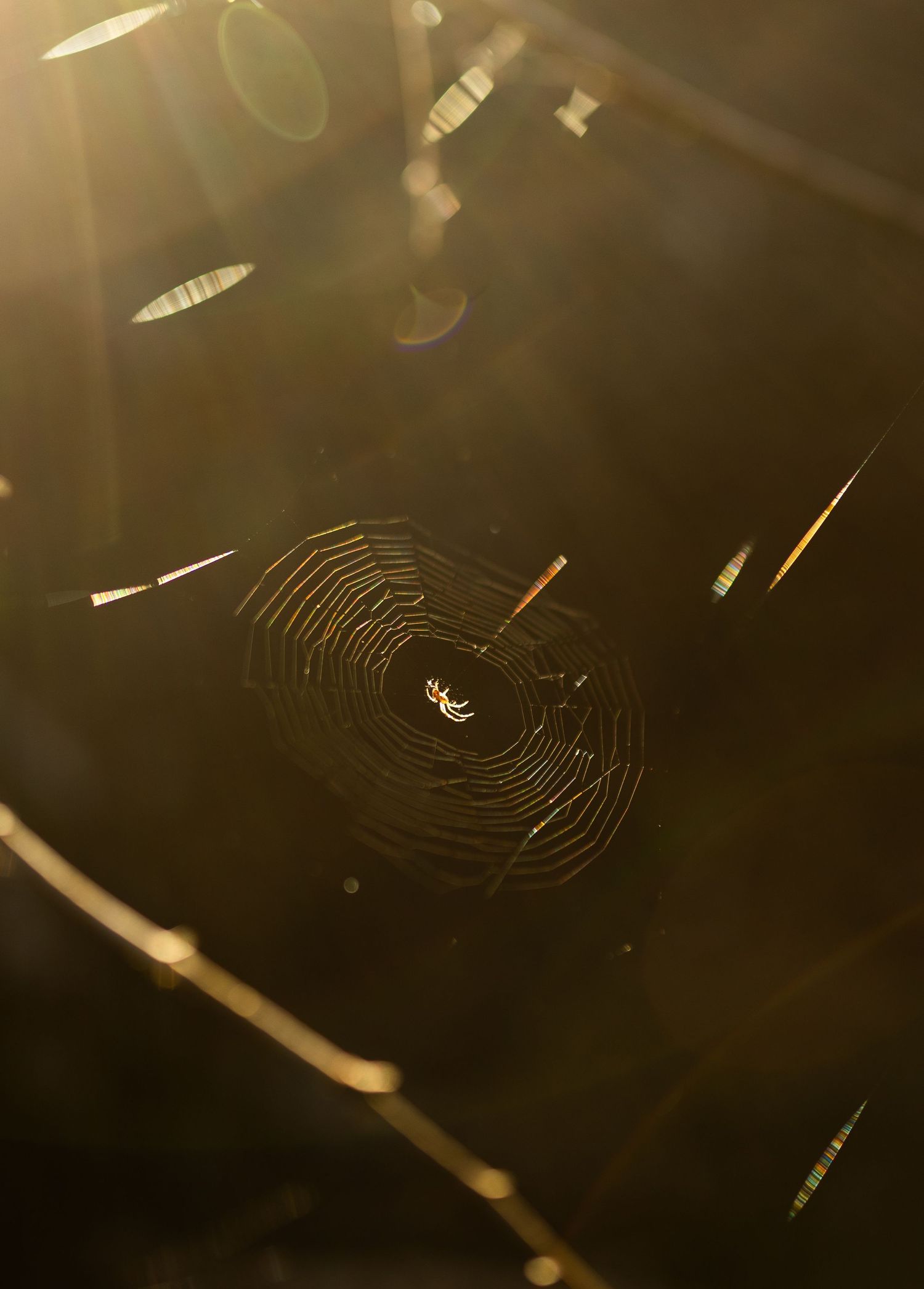 A delicate spider web glistens in golden sunlight with bokeh effects.