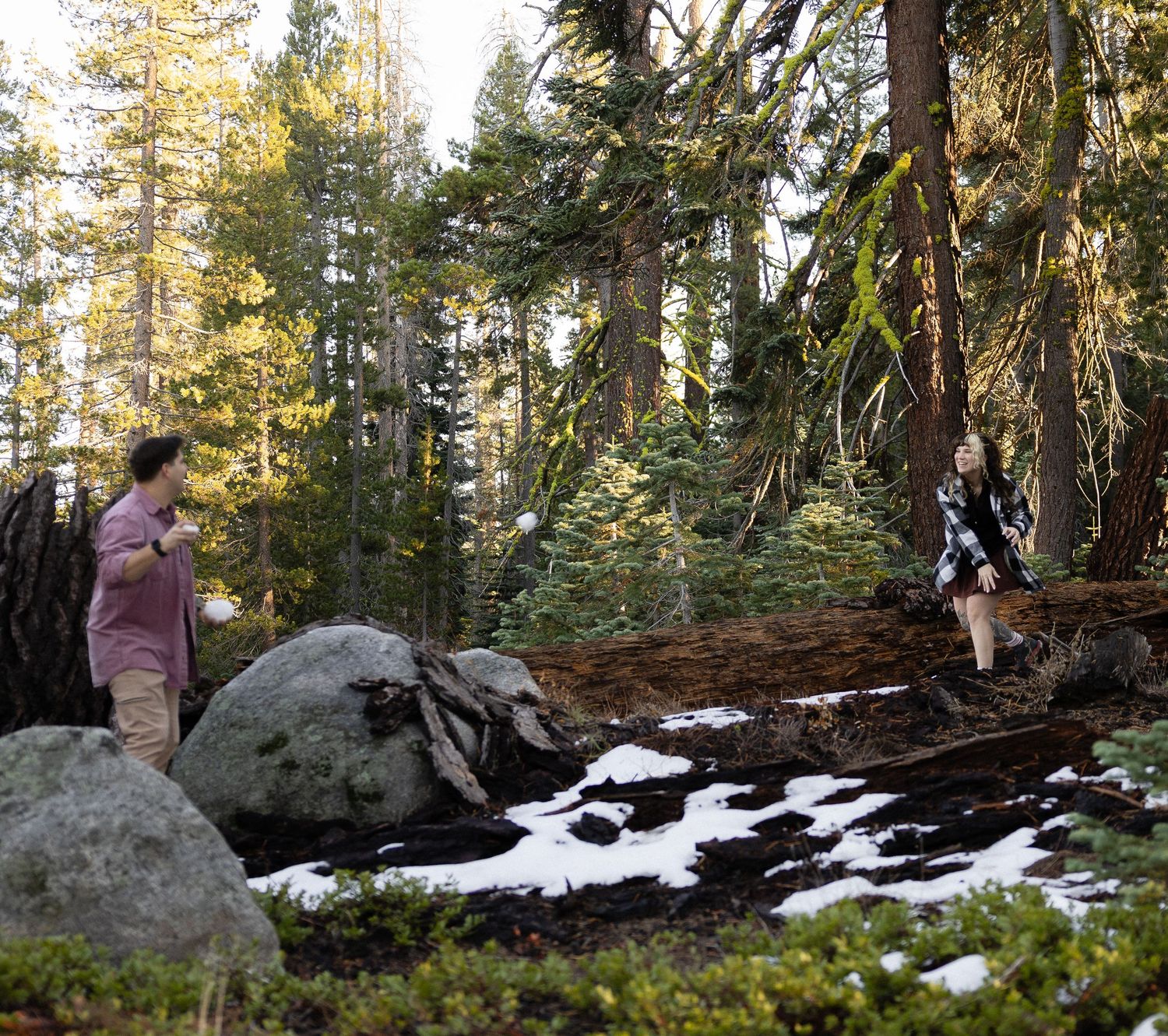 Scenic forest landscape with patches of snow and large boulders among towering pine trees.
