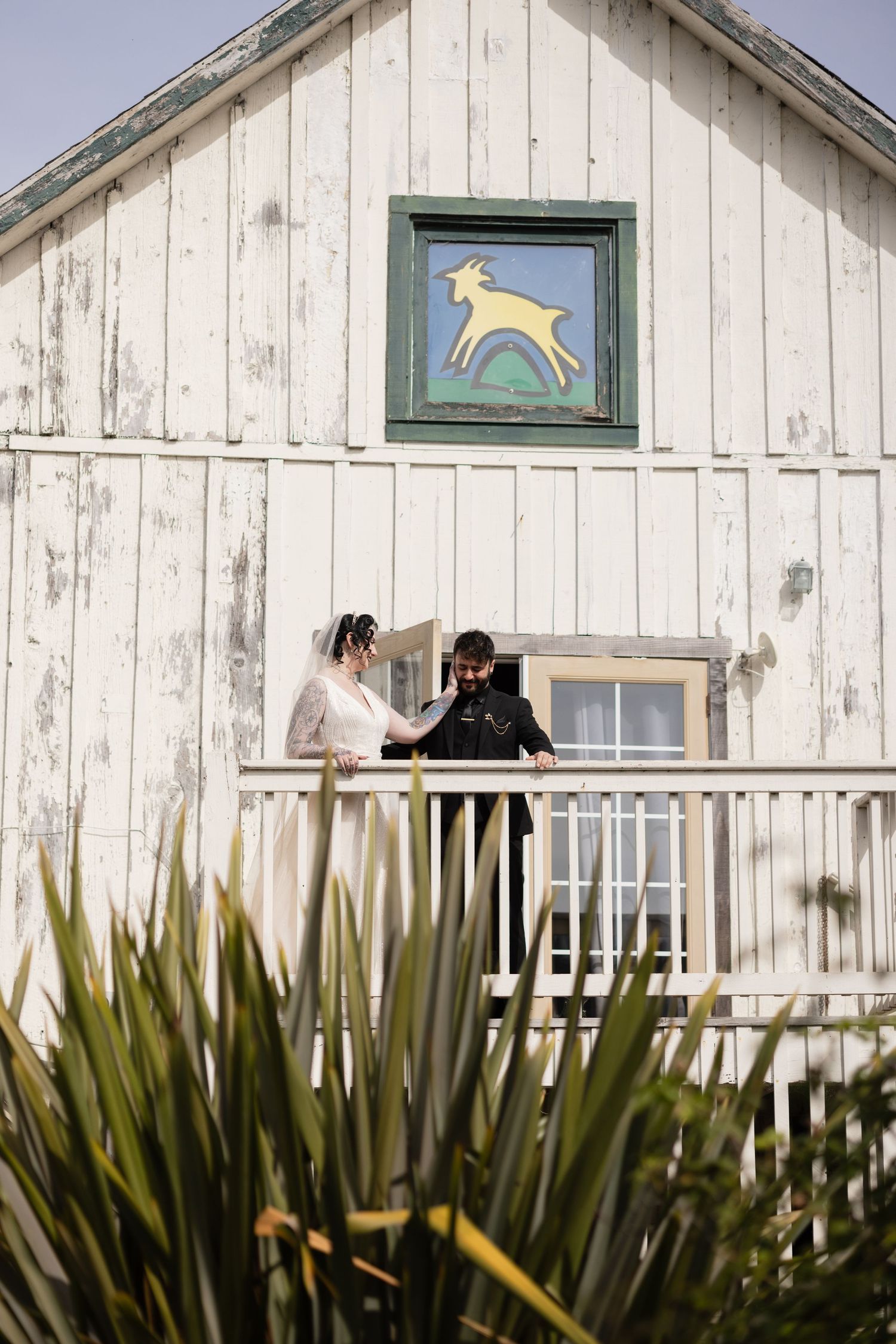 A couple stands on a weathered white barn's deck with yucca plants in the foreground.