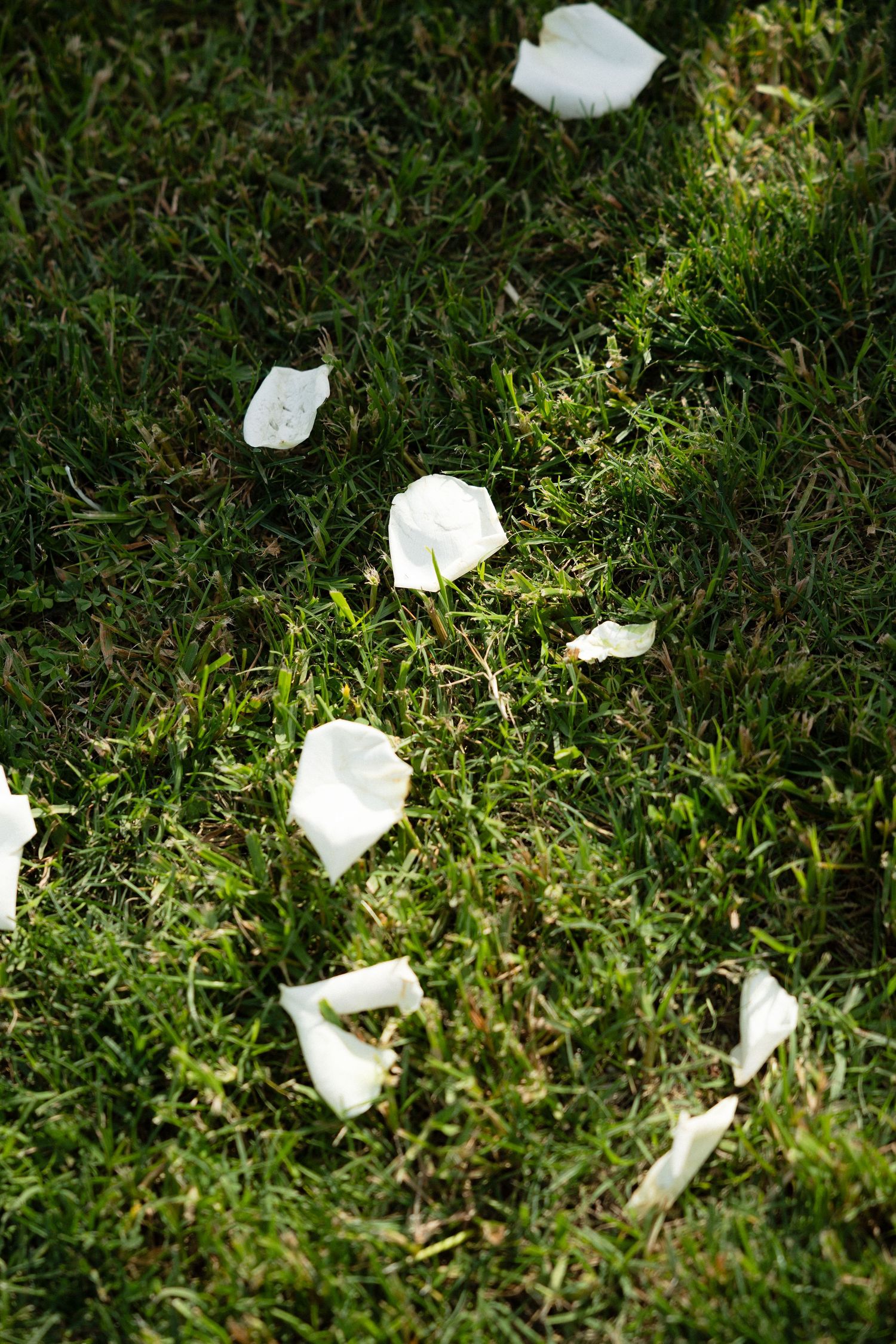 White rose petals scattered along green grass aisle at an elegant outdoor wedding ceremony.