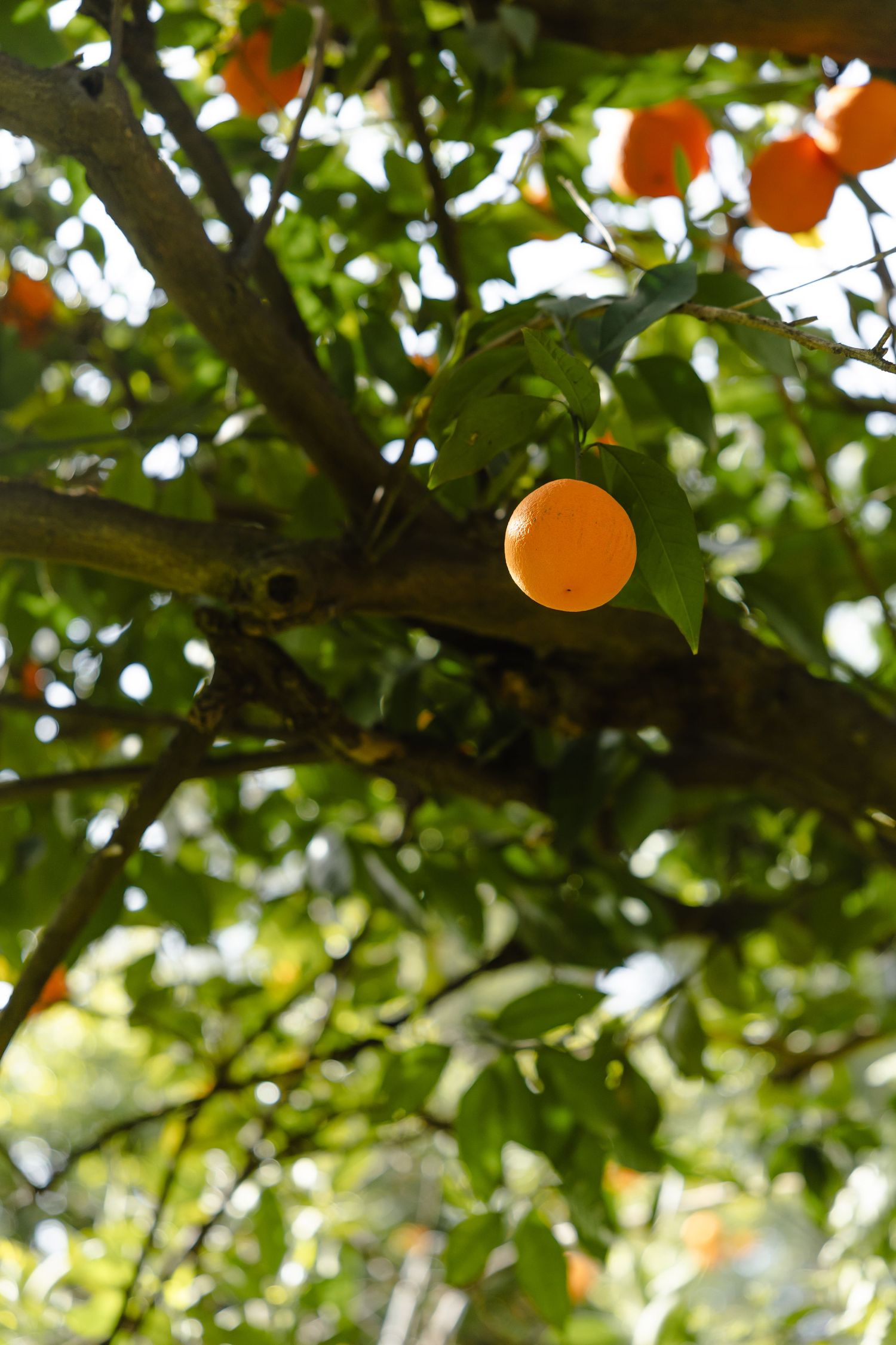 A ripe orange citrus fruit hangs on a tree branch surrounded by green leaves in natural sunlight.