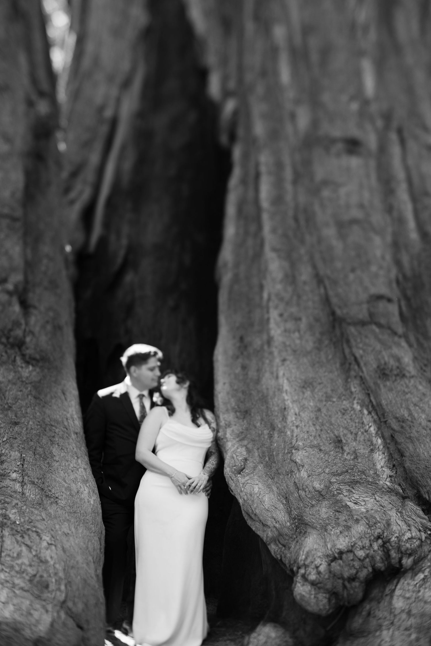 Black and white wedding photo of bride and groom embracing between two large tree trunks in a forest.