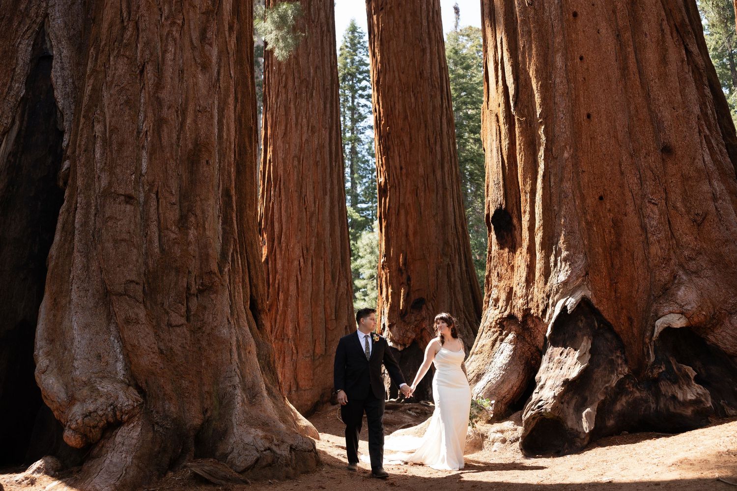 Couple holds hands among giant sequoia trees in a forest wedding ceremony setting.
