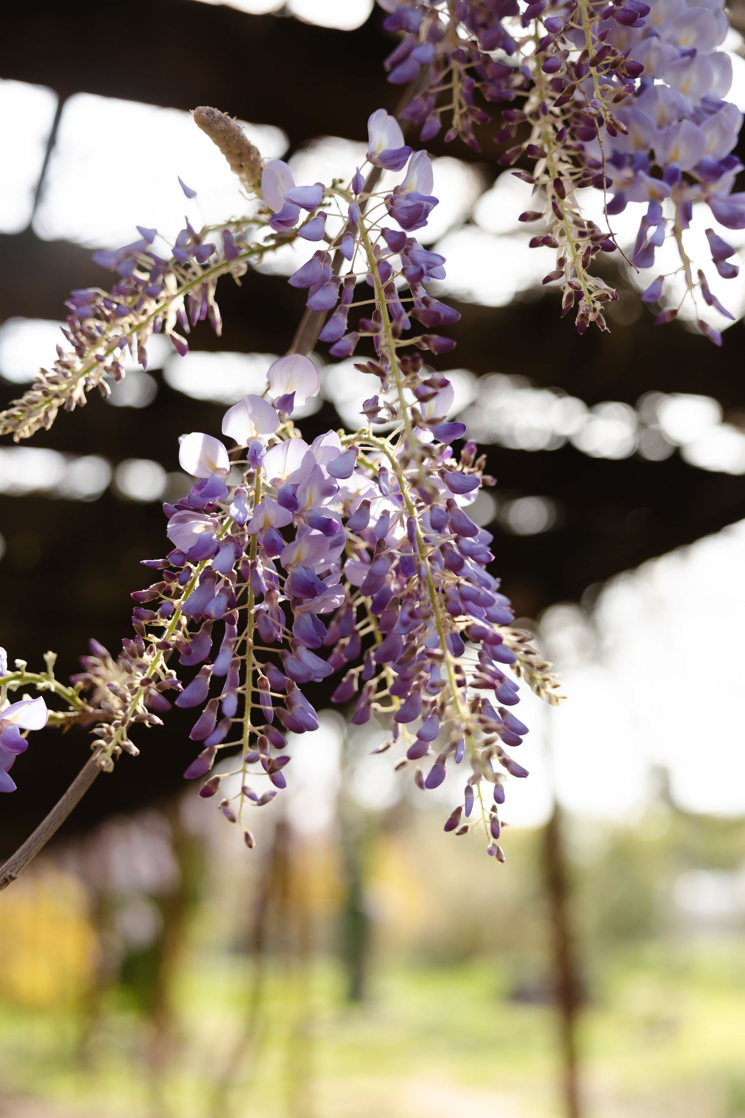 Beautiful purple wisteria flowers hanging from branches with soft bokeh background in spring garden.