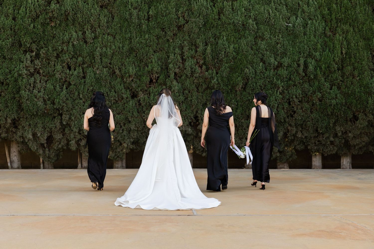 Bride in white gown with veil stands with three bridesmaids in black dresses, backs turned to camera near green hedge.