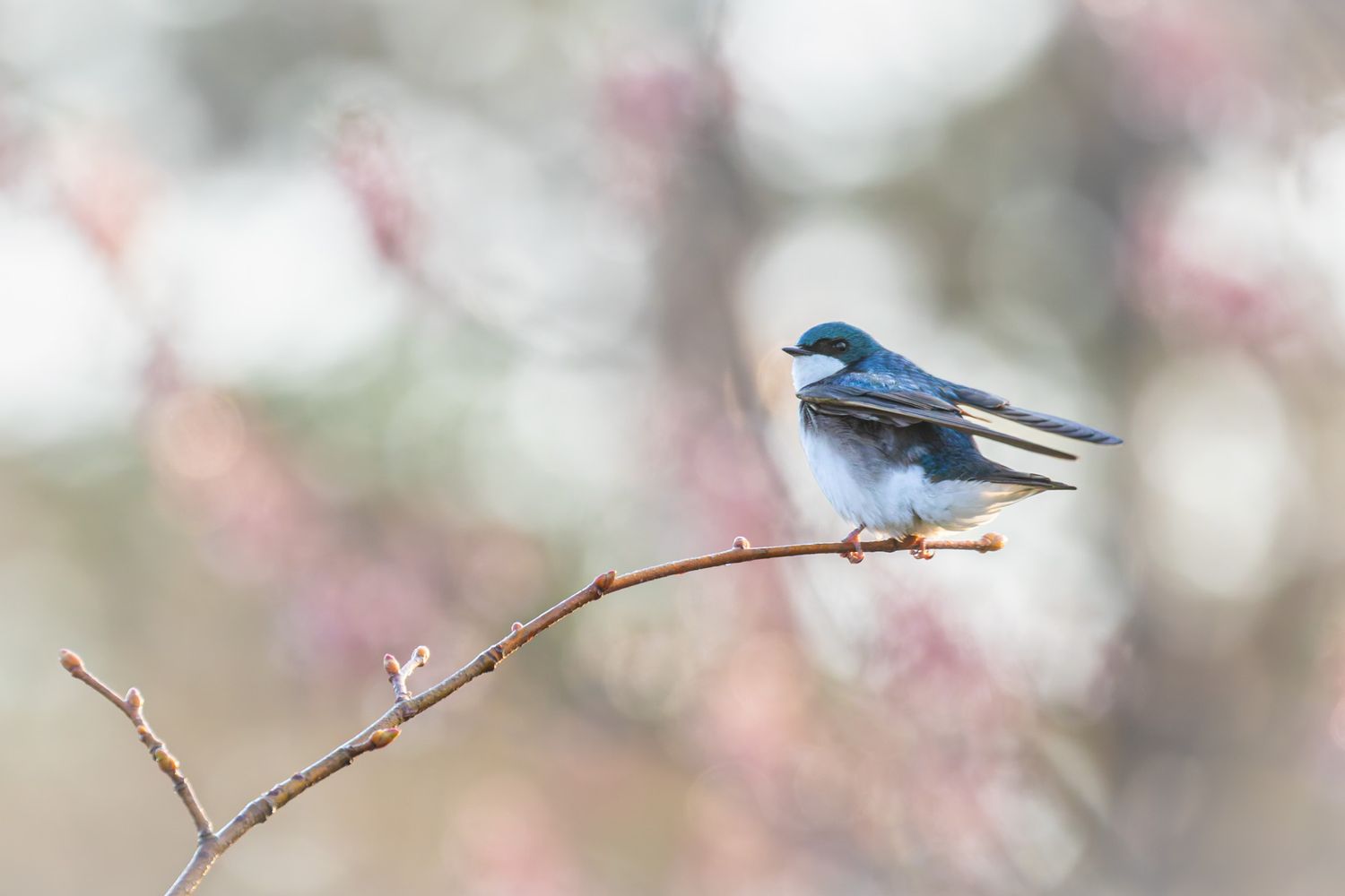 A blue tree swallow poised to take off from a branch, with red and green leaves in the background.