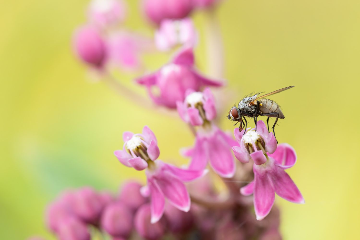 A metallic grey fly with red eyes perched on the tip of a small pink flower.