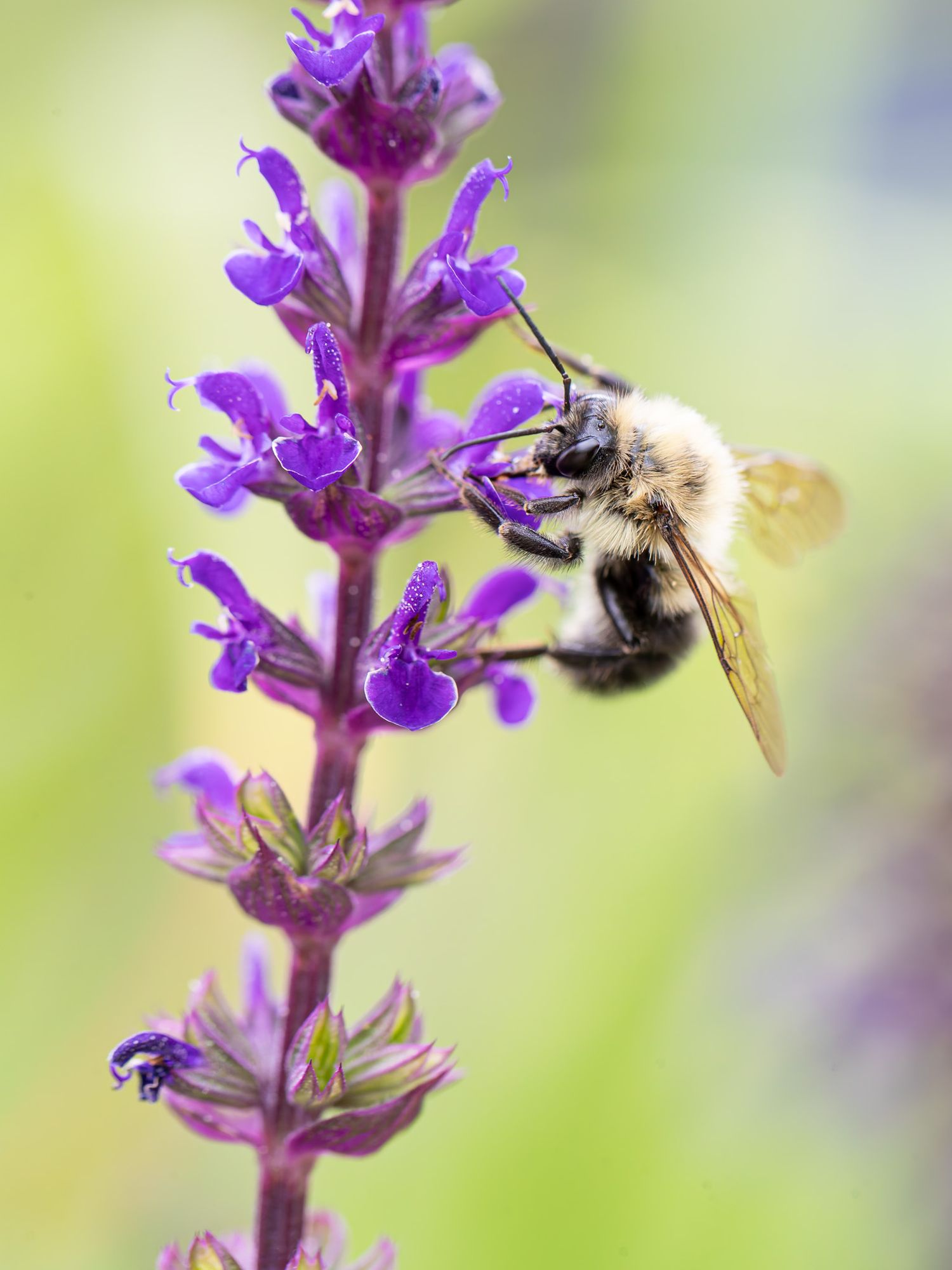 A fluffy yellow bee feeding on purple flowers, with a green background.