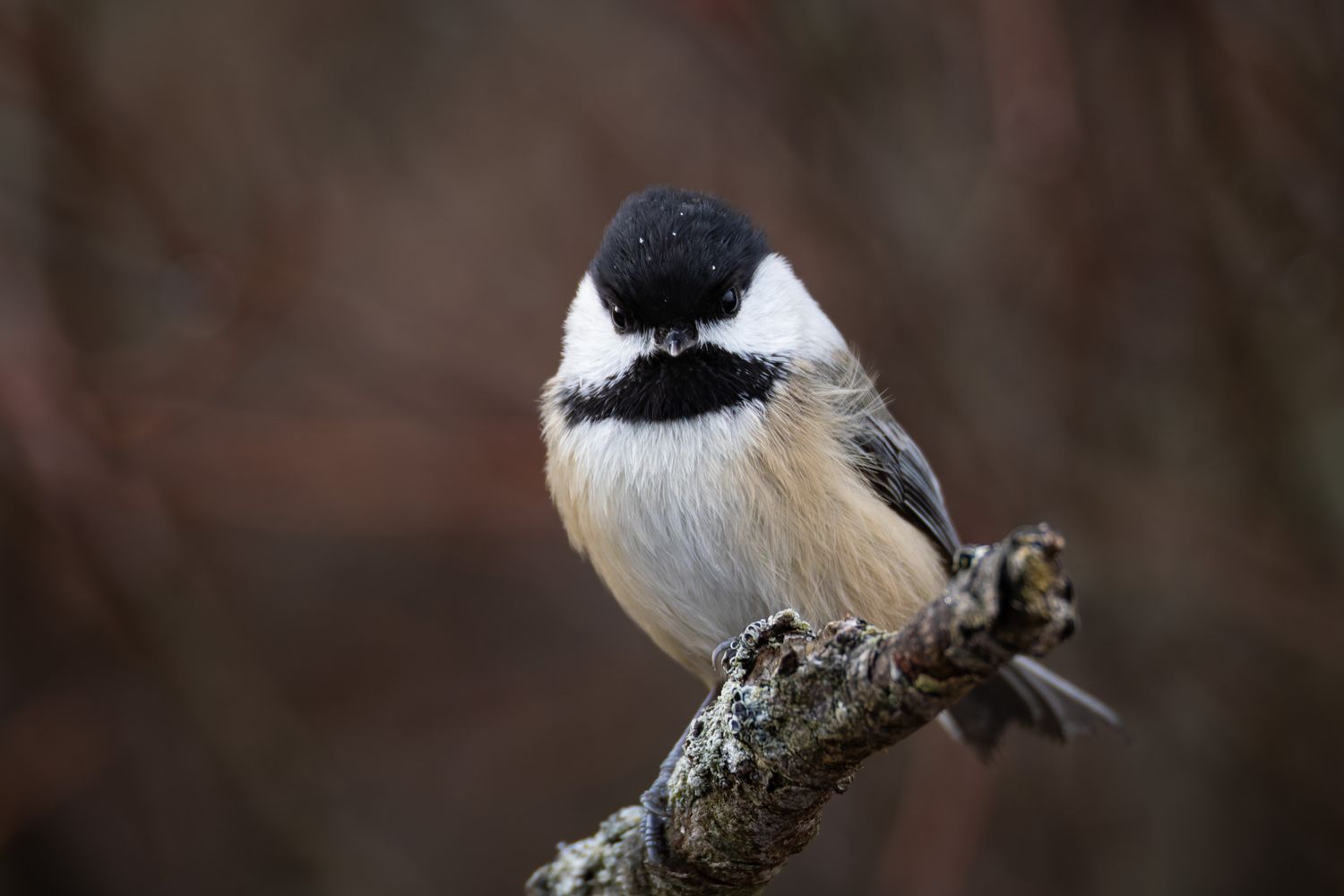 A portrait of a small white and beige bird with a black cap, specifically a chickadee, with out of focus red branches in the background.