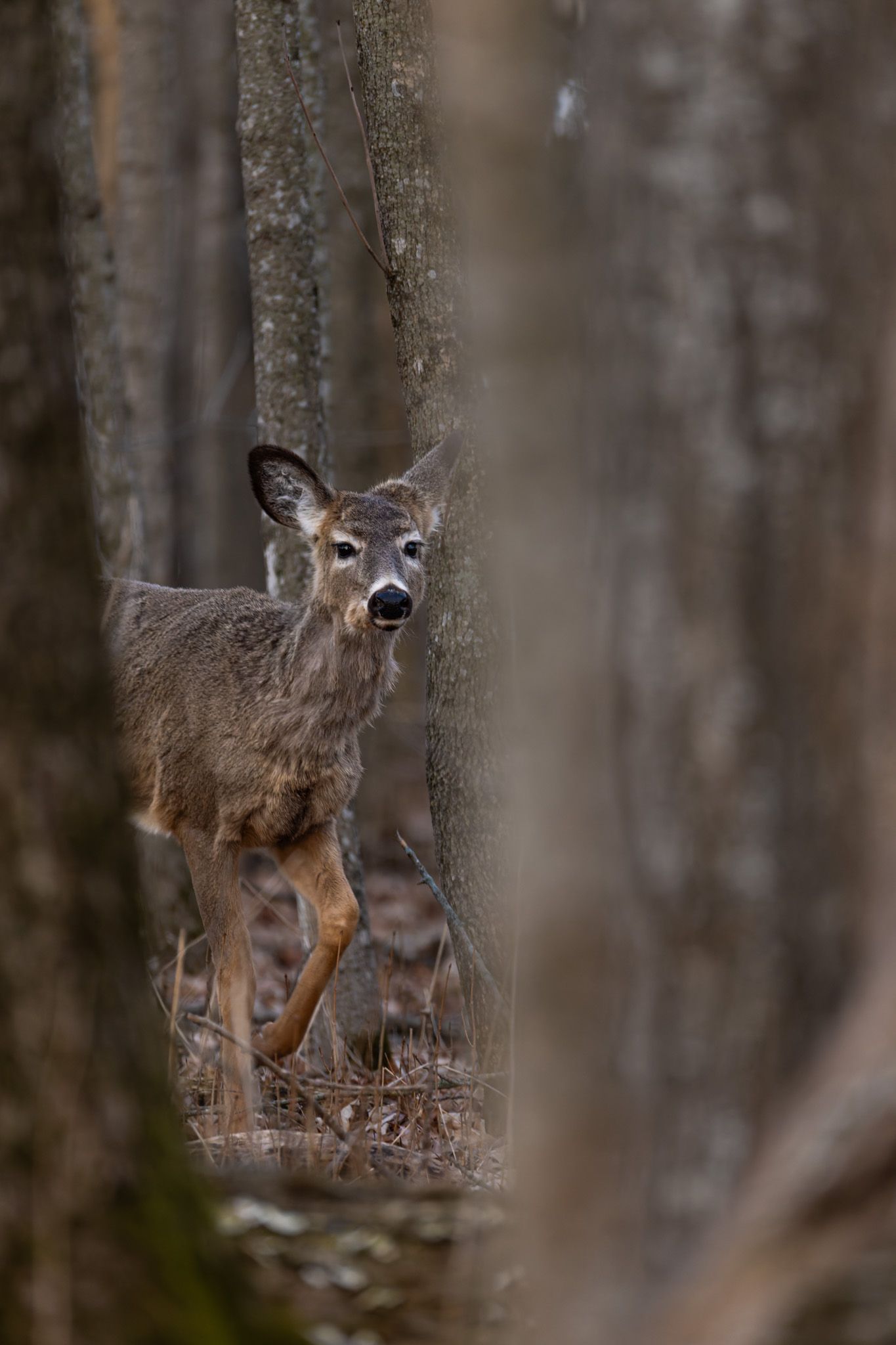 A deer peeking out between bare tree trunks in an early spring forest.