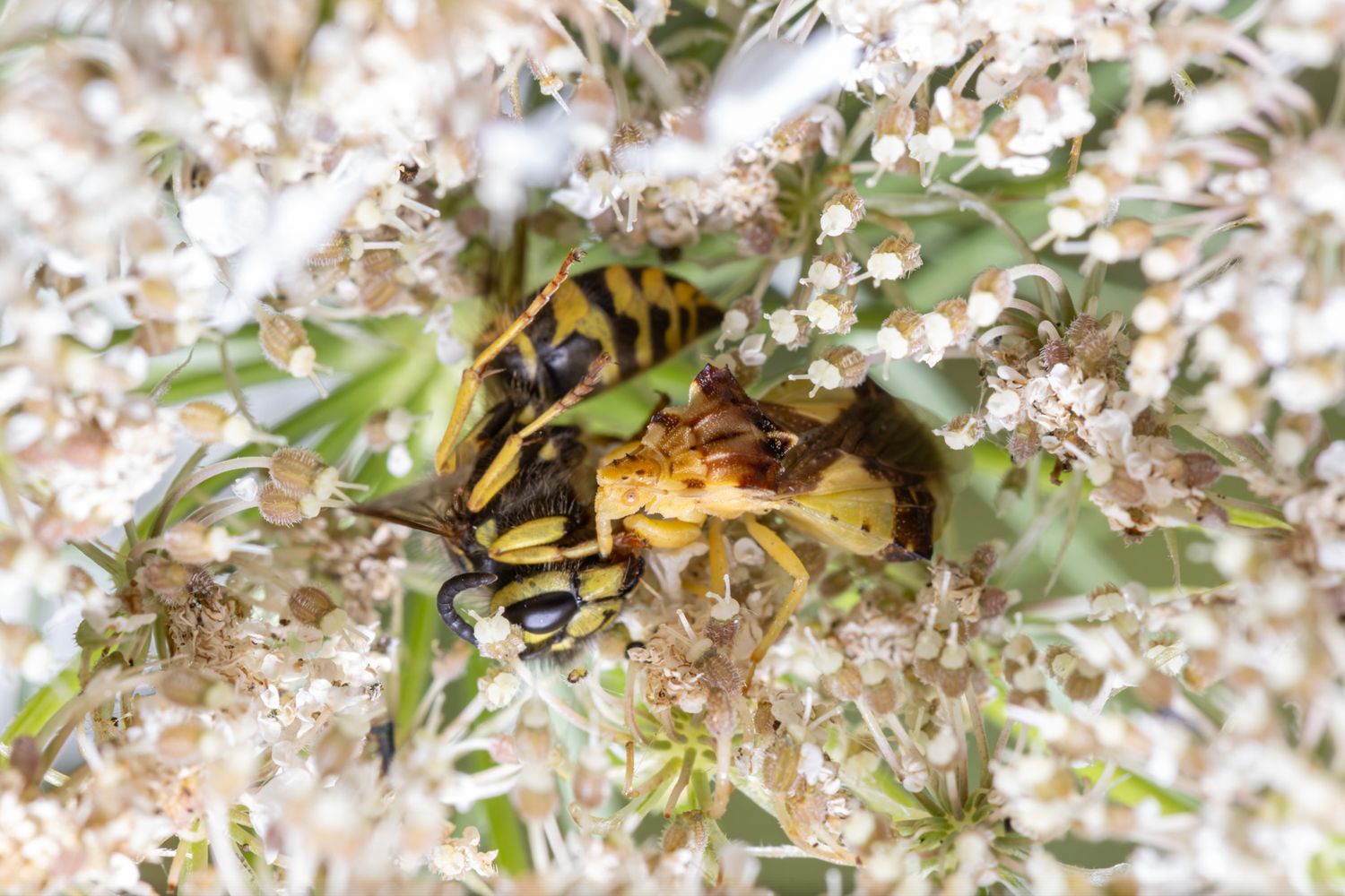 A yellow ambush bug feeding off a wasp surrounded by white blossoms.