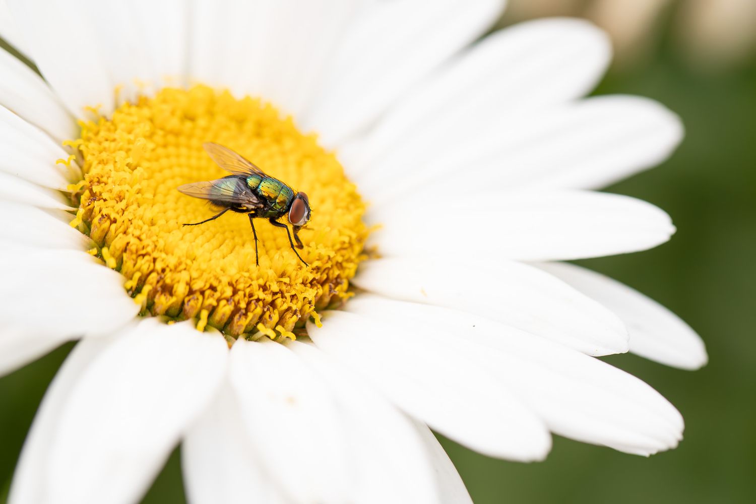 A metallic green fly with red eyes is perched in the yellow centre of a white daisy.
