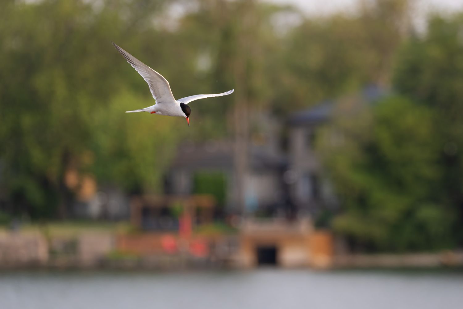 A black and white bird with a red beak, specifically a common tern, flying by with suburban houses in the background/