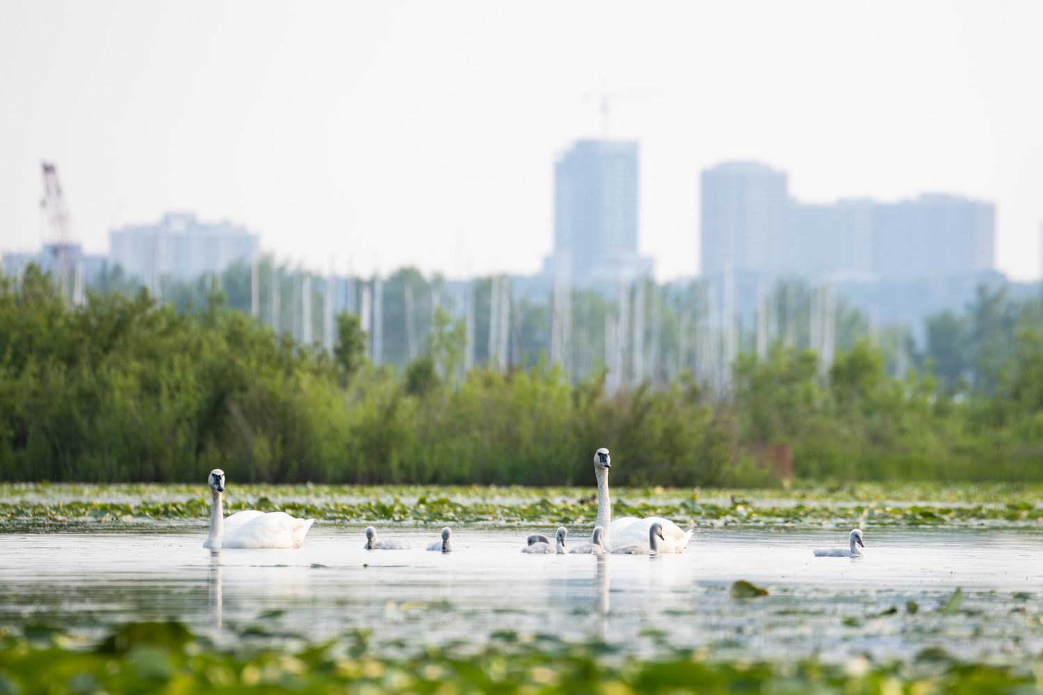Two adult and five baby swans float on a pond in front of a city skyline with skyscrapers.