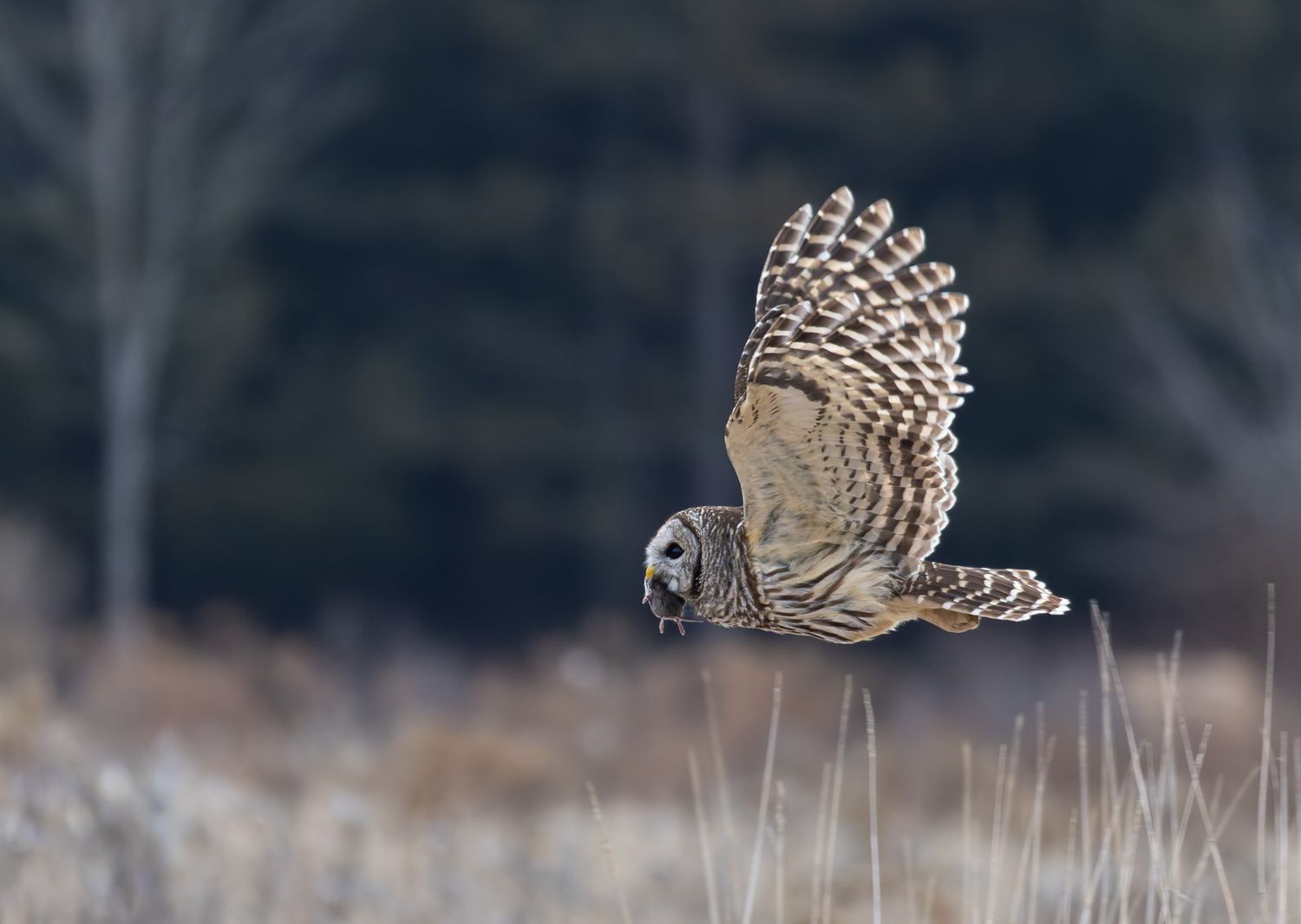 A cream and grey owl with a vole in its beak, flying over a brown winter field.