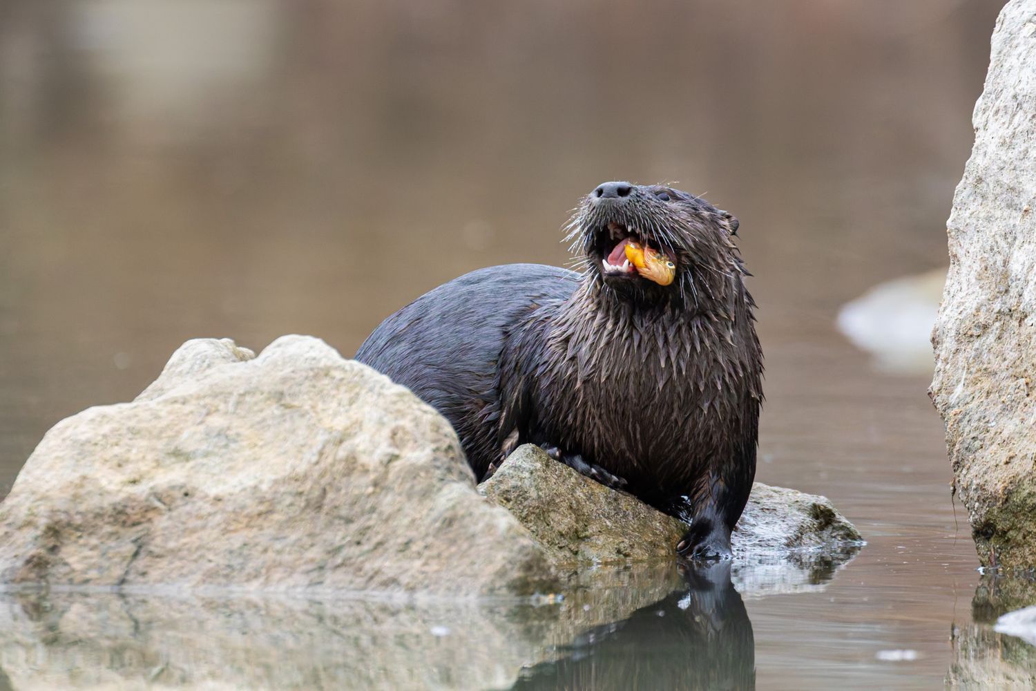 A river otter enthusiastically eating a orange fish. The otter's mouth is open and you can see its teeth with the fish poking out.