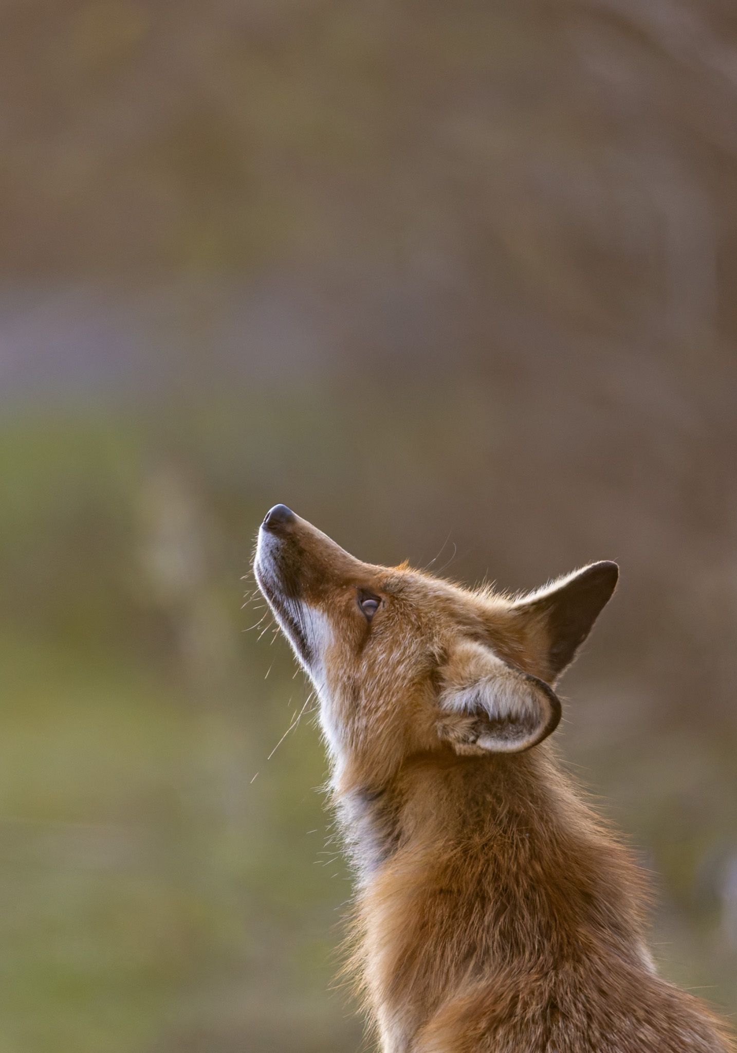 A back lit red fox looking up at something above it.