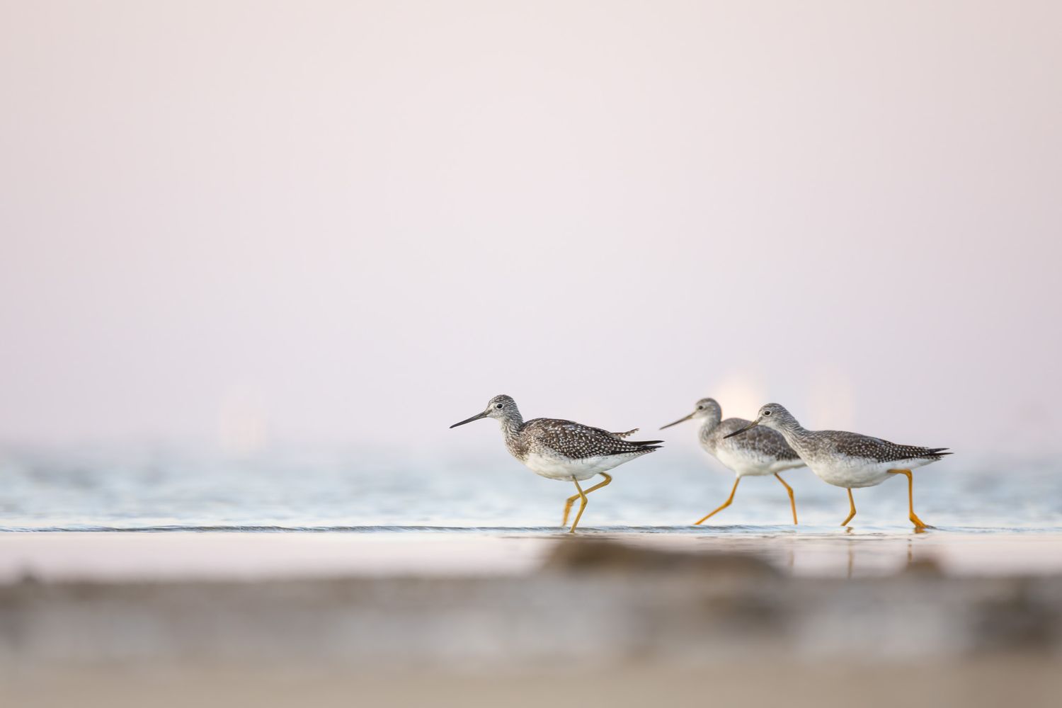 A group of three brown and white wading birds with yellow legs, scurrying through the surf with a pink sunrise sky in the background.