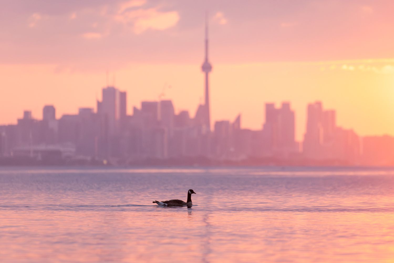 A lone Canada goose, paddling on the lake at sunrise with the Toronto skyline in the background.