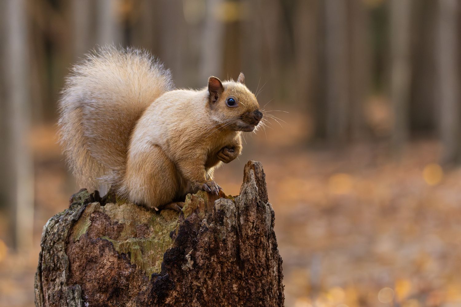 A golden blonde squirrel posing on a tree stump with glowing yellow and orange leaves on the ground and bare tree trunks behind it.