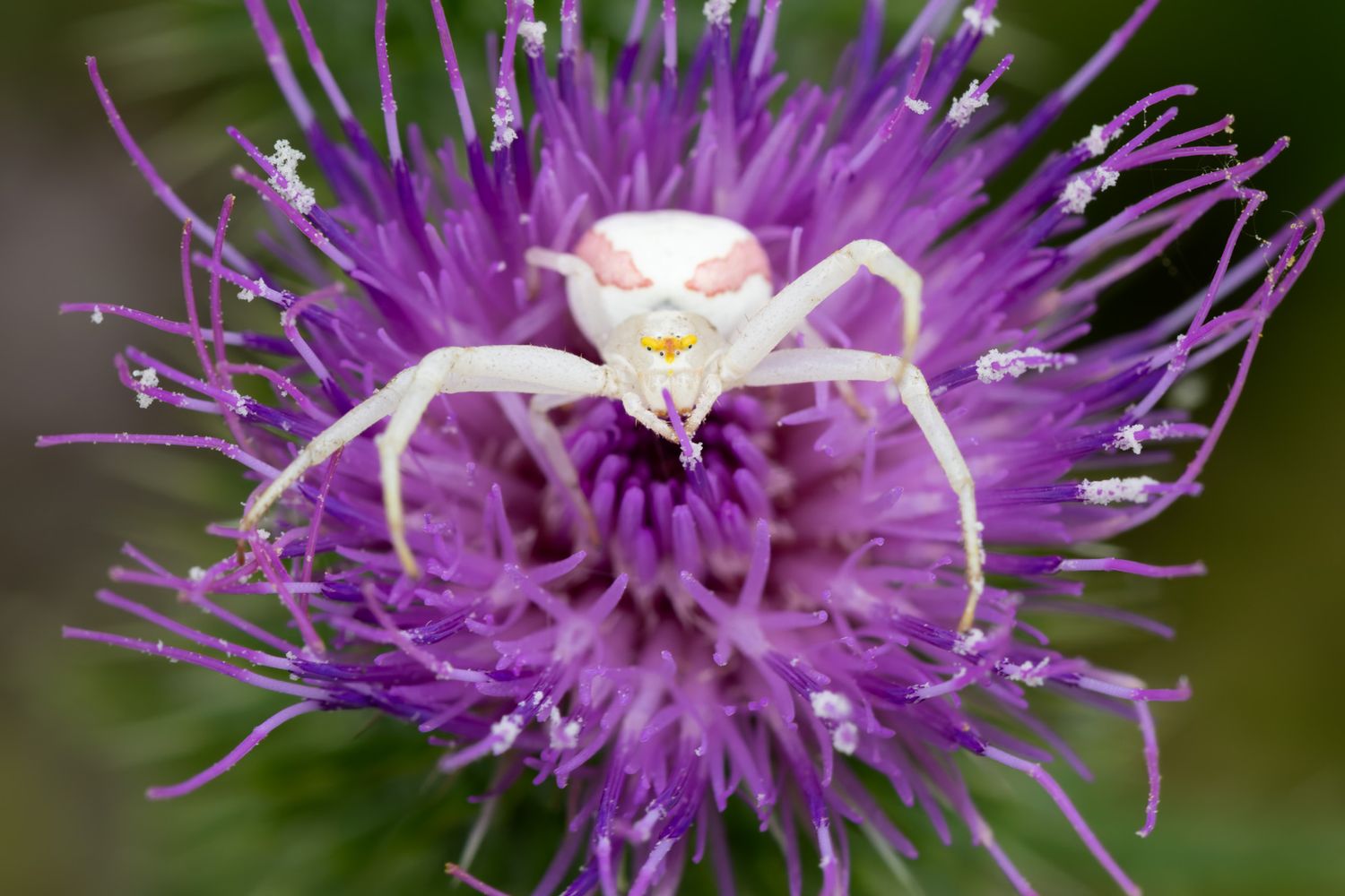 A white and pink goldenrod crab spider sitting on a purple thistle blossom while holding a petal.
