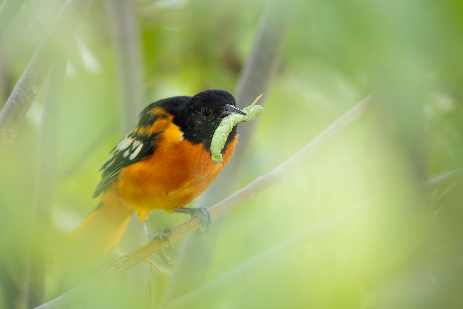 An orange and black bird, specifically a Baltimore oriole, perched on a stick with a green caterpillar in its beak.
