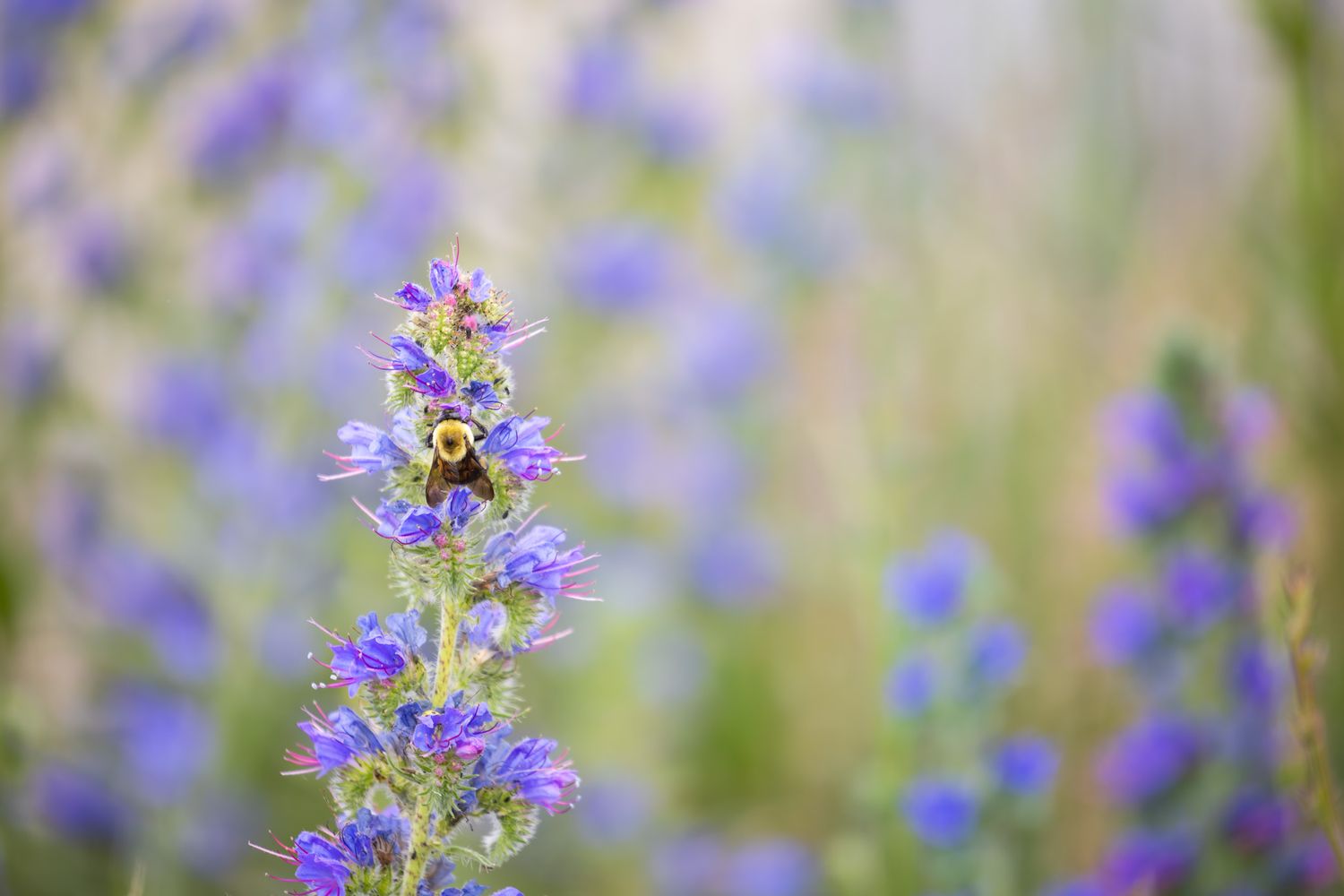 A fuzzy yellow bee perched on a spike of purple flowers, with more spikes of the same flowers in the background.