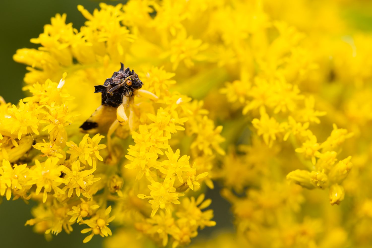 A black and yellow ambush bug sitting on yellow goldenrod flowers.