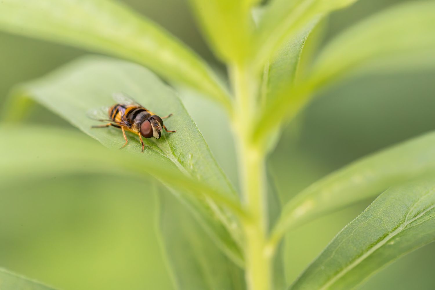 A small yellow fly, with red eyes, perched on the green leaf of a plant.