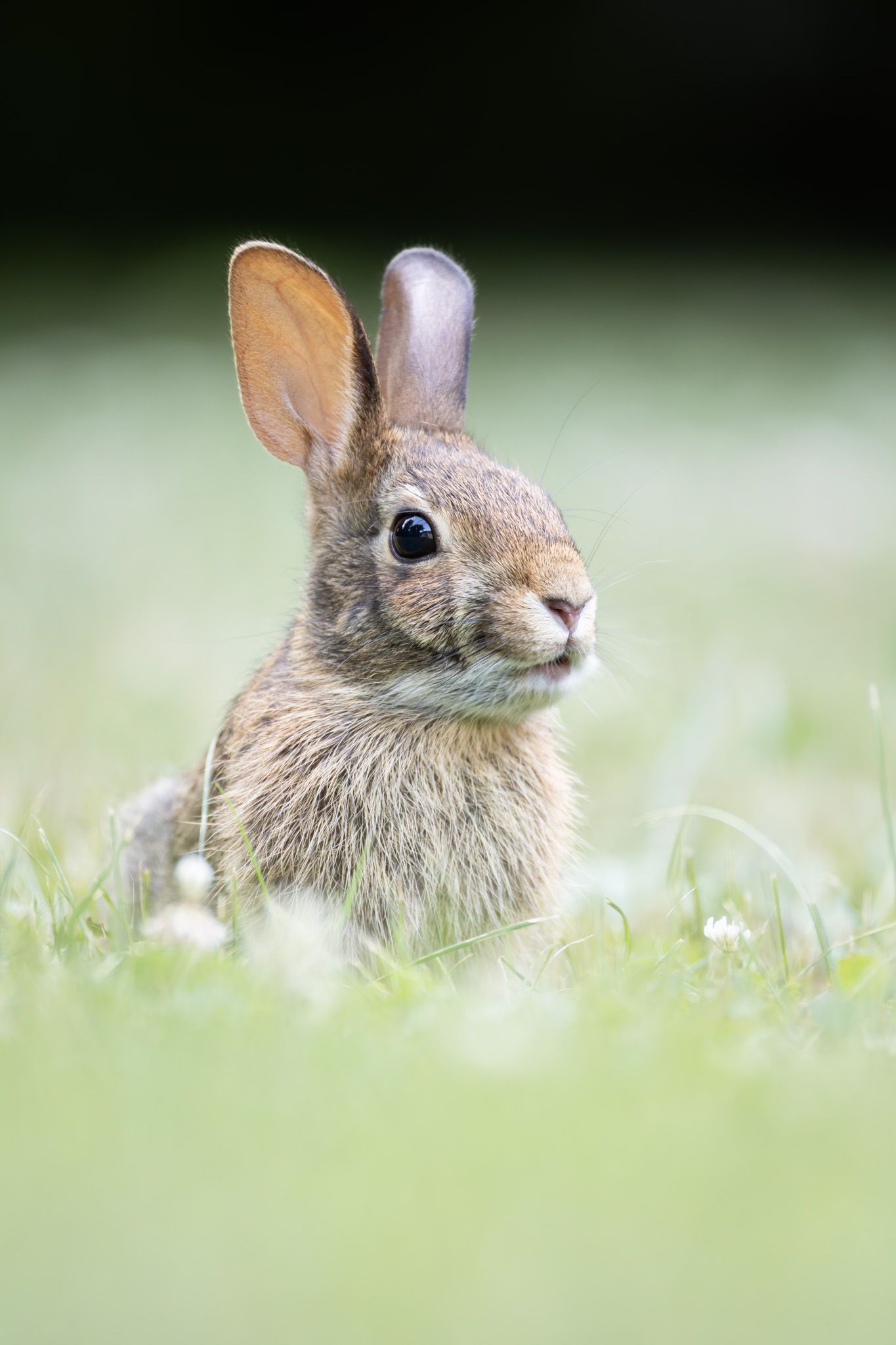 A young, brown rabbit sitting in a field of grass and white clover, looking startled.