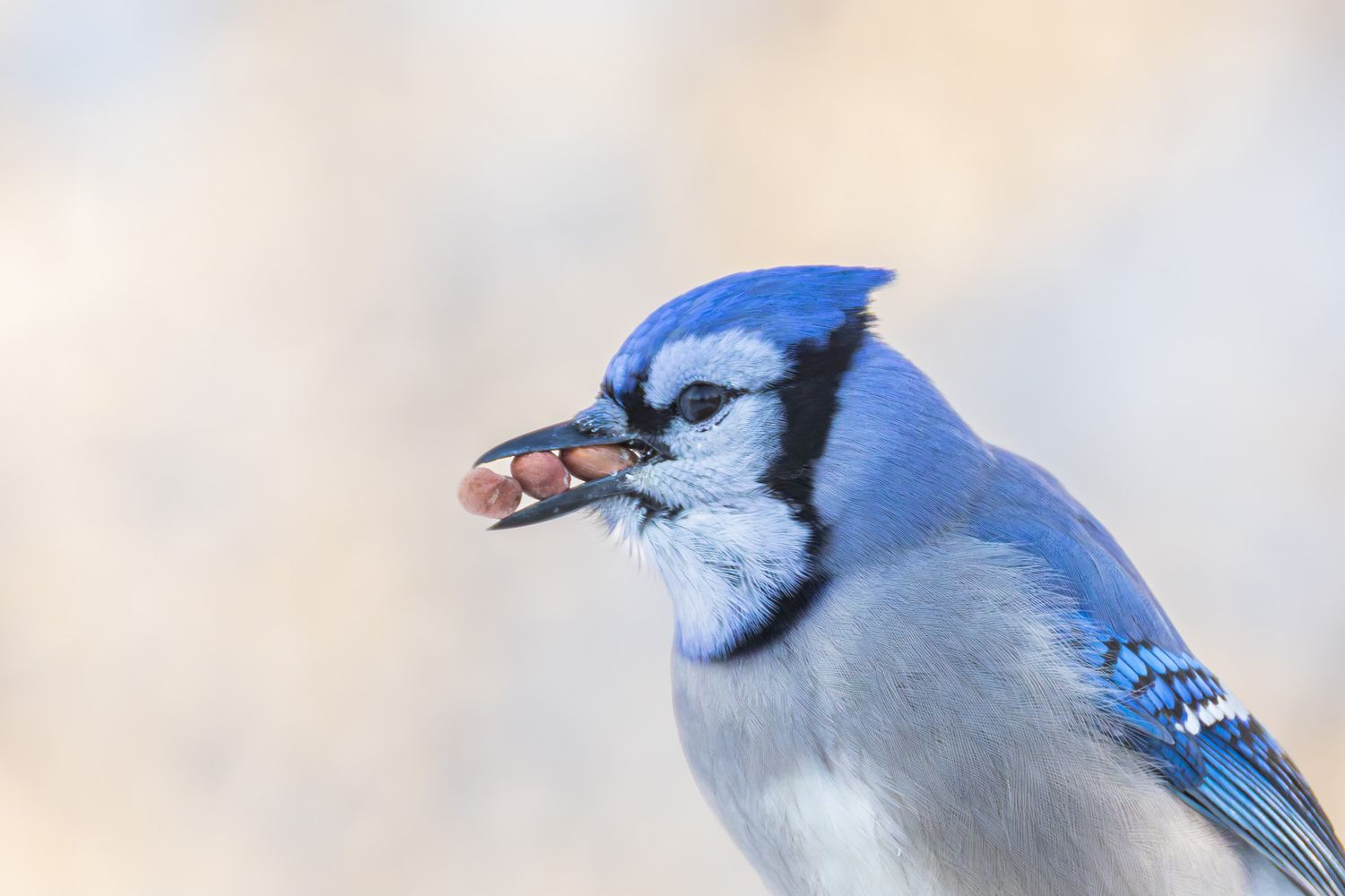 A portrait of a blue jay holding three peanuts in a line in its beak. It is in front of a pale yellow and blue background.
