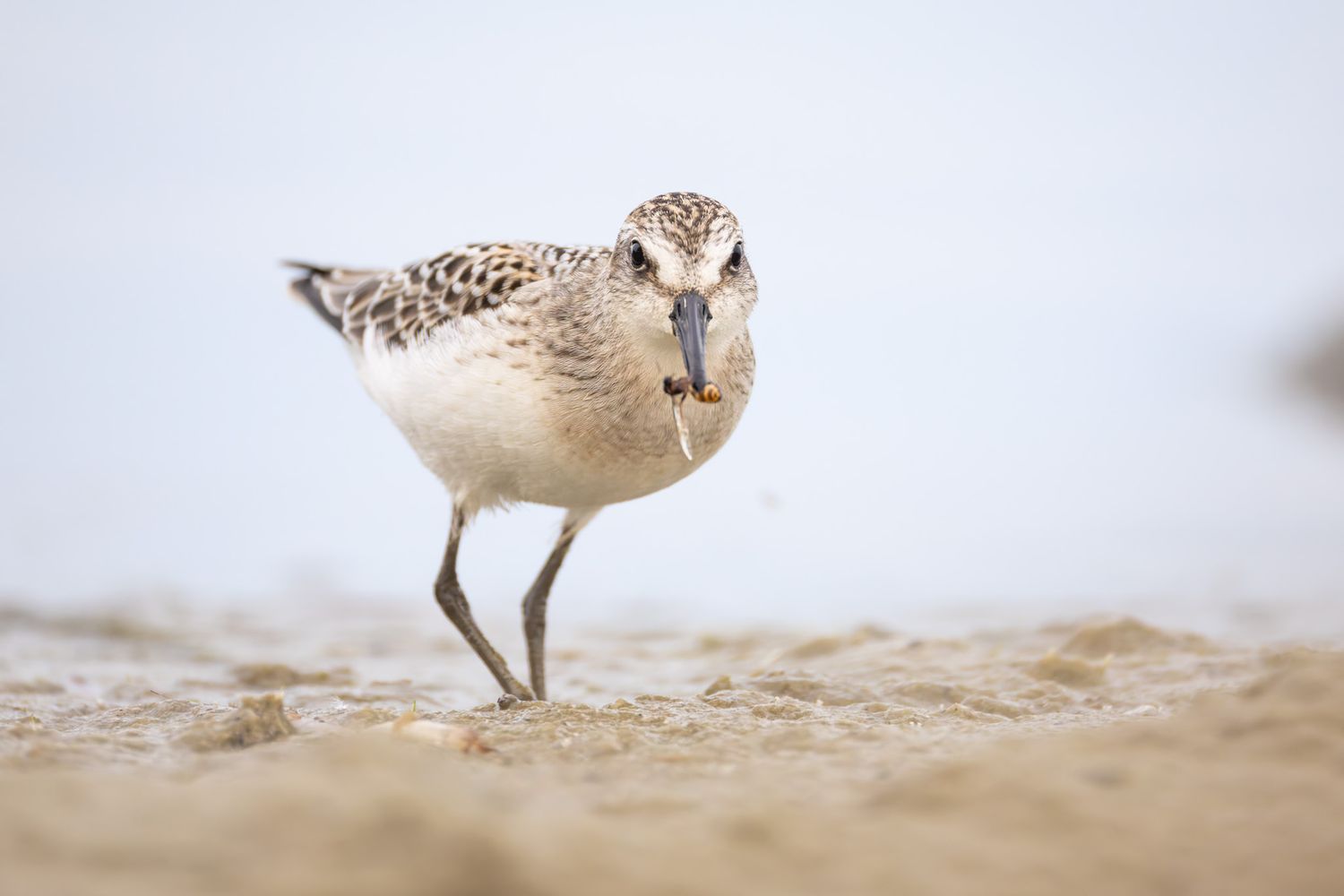 A small grey and white wading bird, specifically a semi-palmated plover, with a bug in its beak. It is looking straight at the viewer.