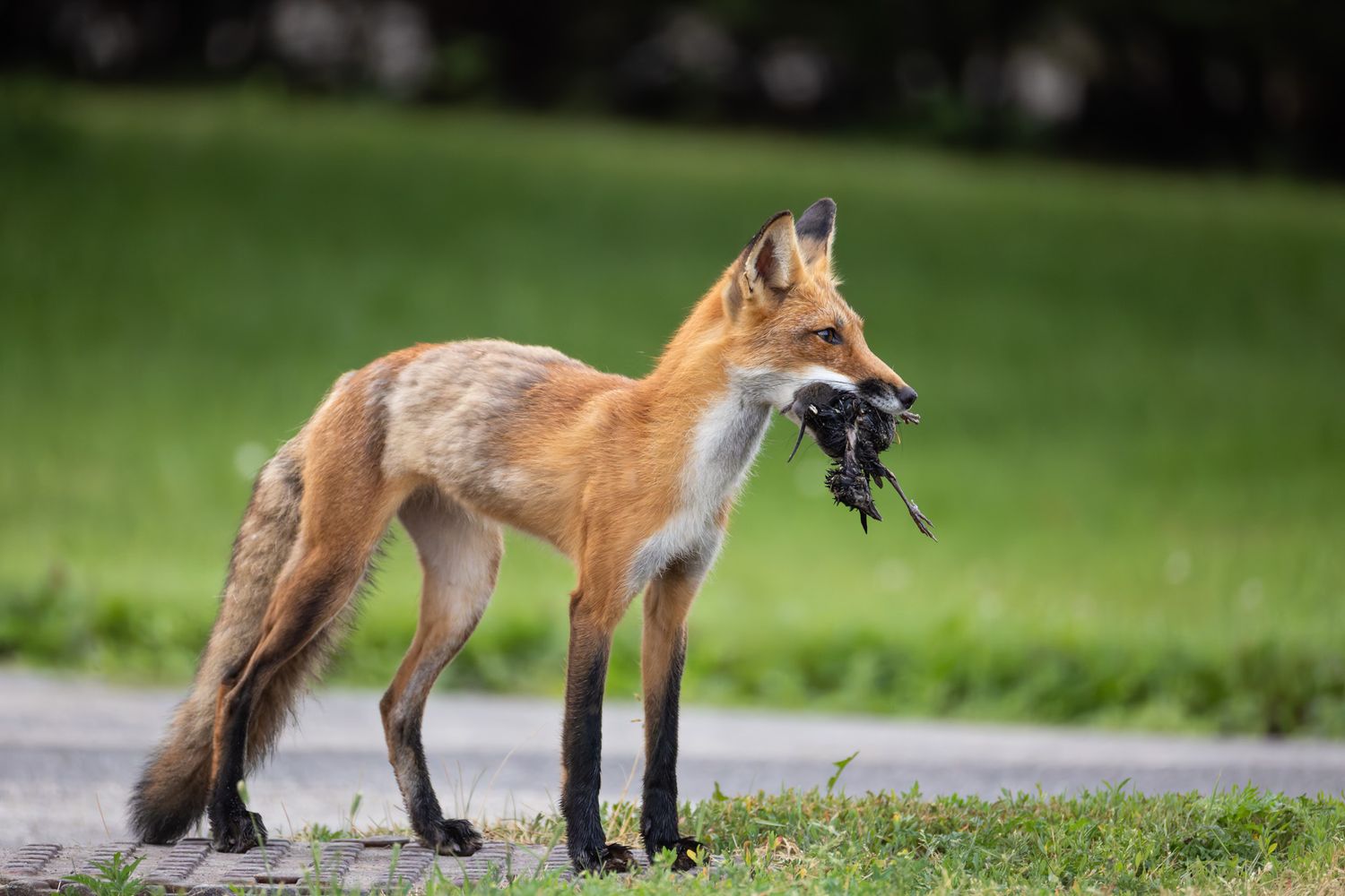 A lanky young red fox carrying a partially decomposed bird in its mouth.