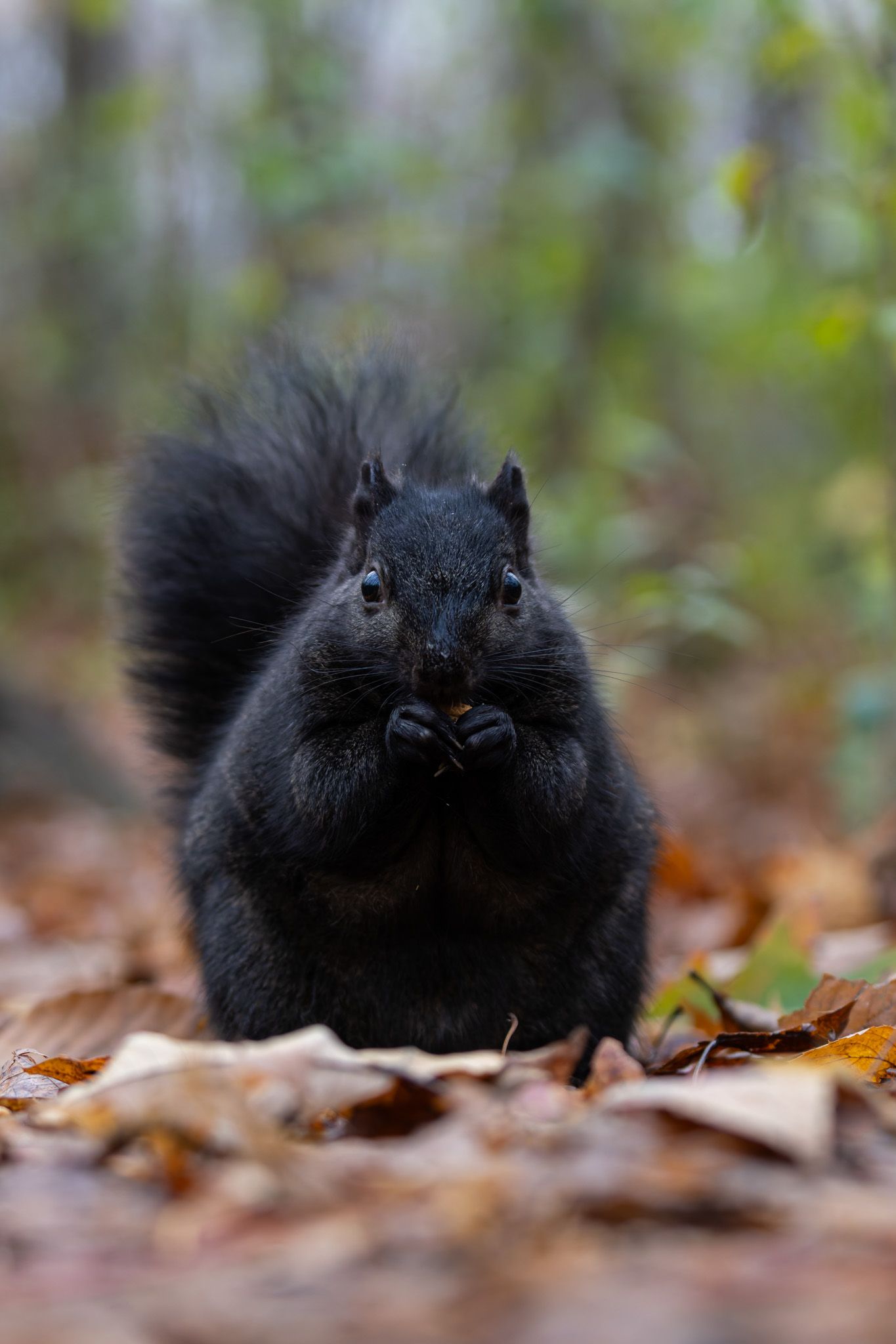 A very round black squirrel holding food up to its mouth in its paws. It is sitting on the ground amidst dried, brown leaves.