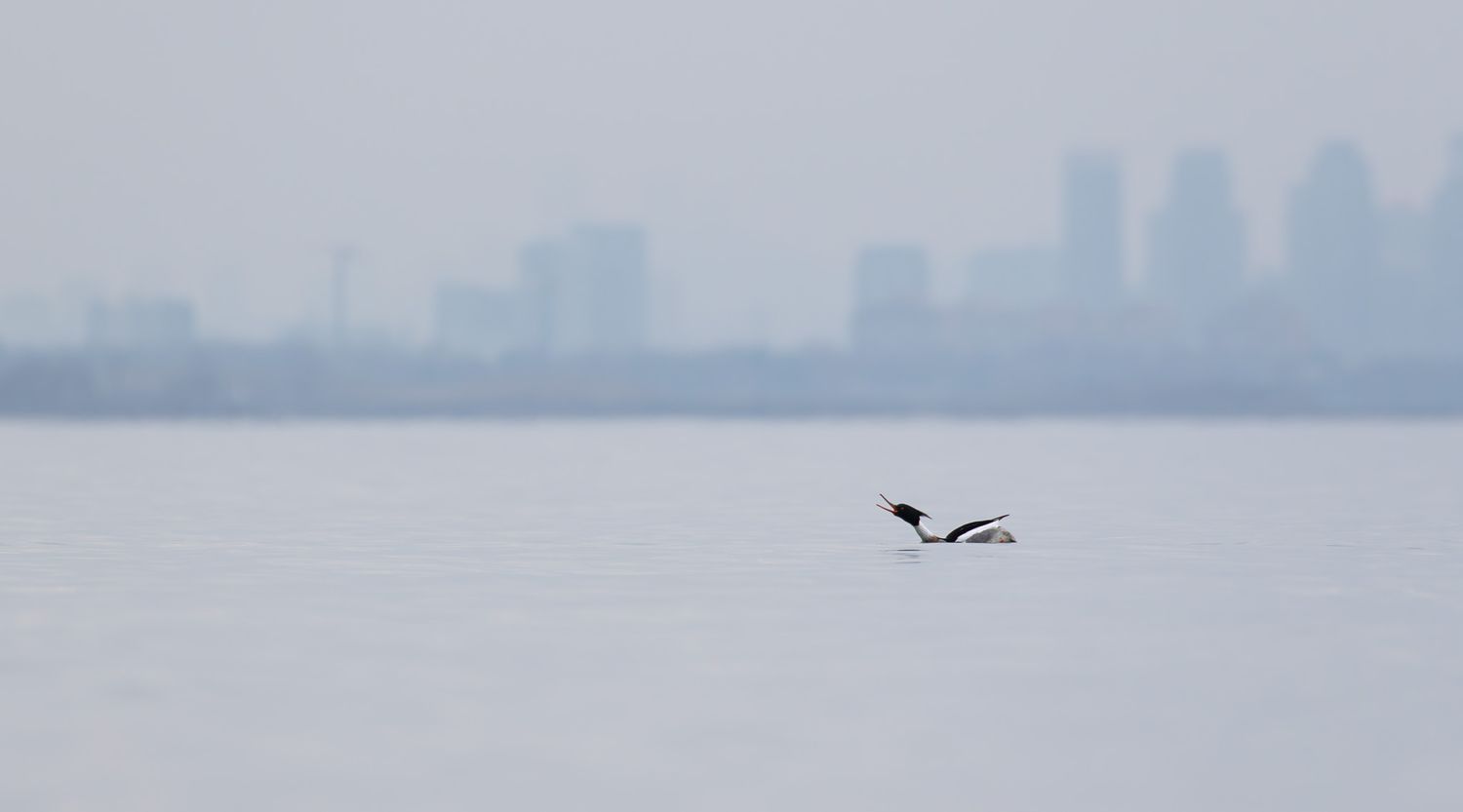 A black and white duck calling in front of a misty grey city skyline of tall towers.