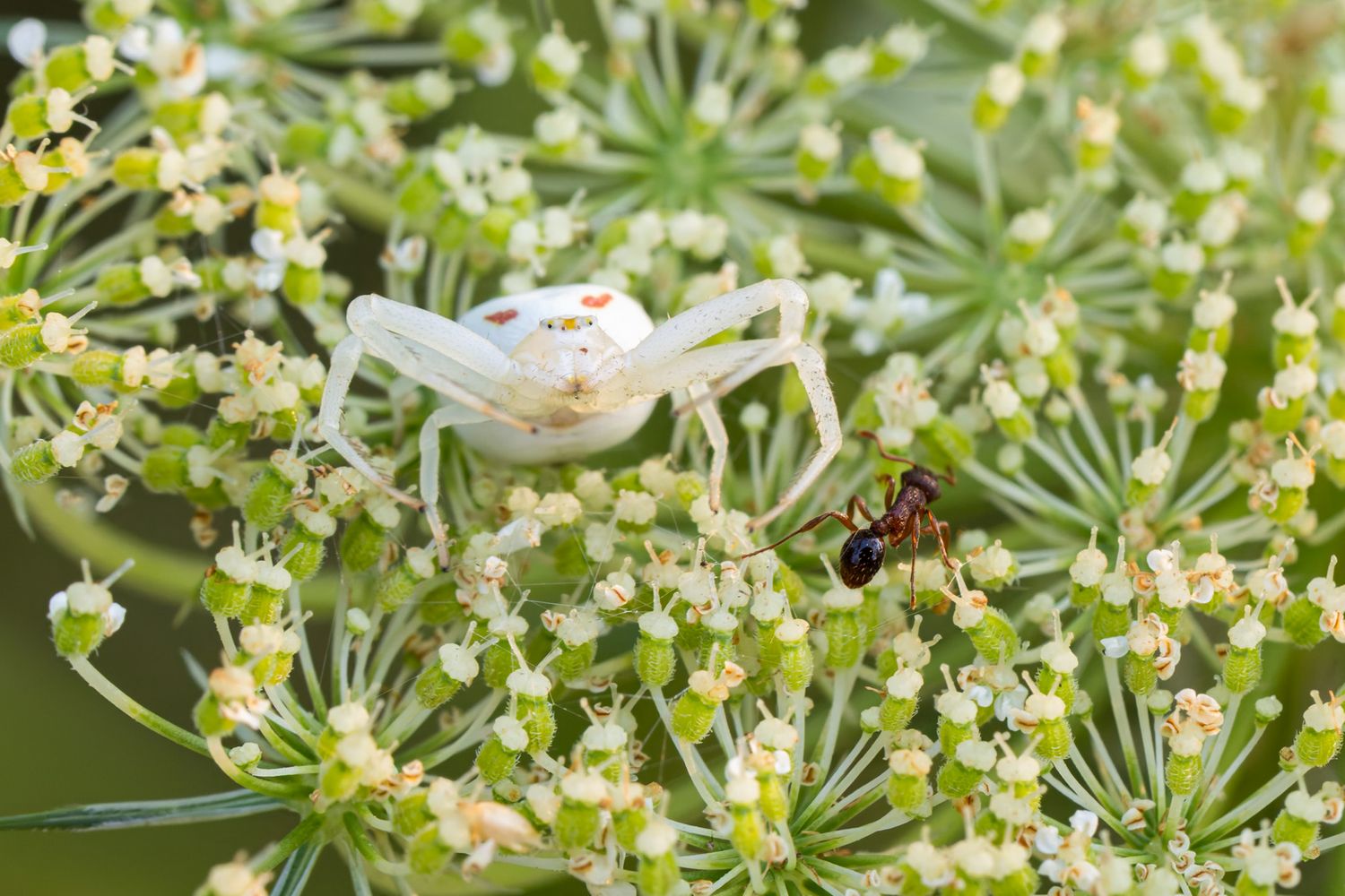 A white and red goldenrod crab spider sitting on some still unopened flowers with a scared looking ant in front.