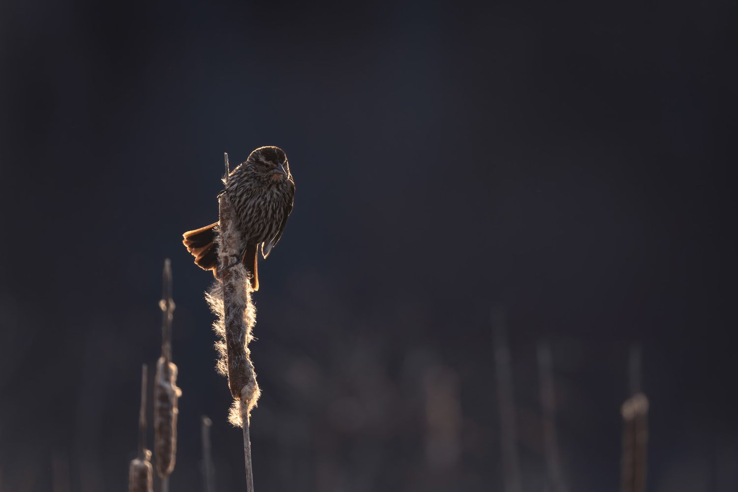 A streaky brown bird perched on a cattail. It is rimmed with golden light and is in front of a inky blue background.
